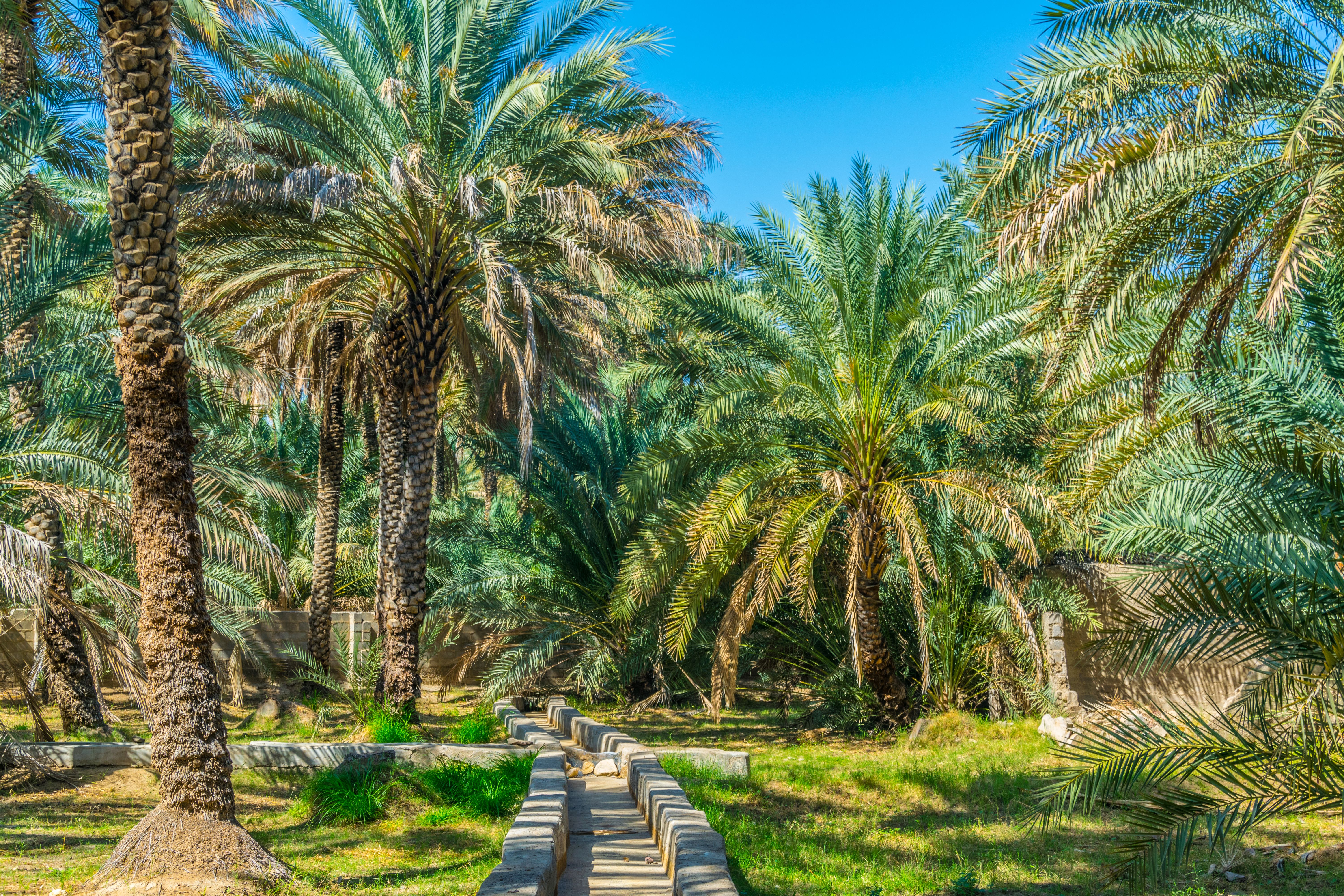 al ain oasis