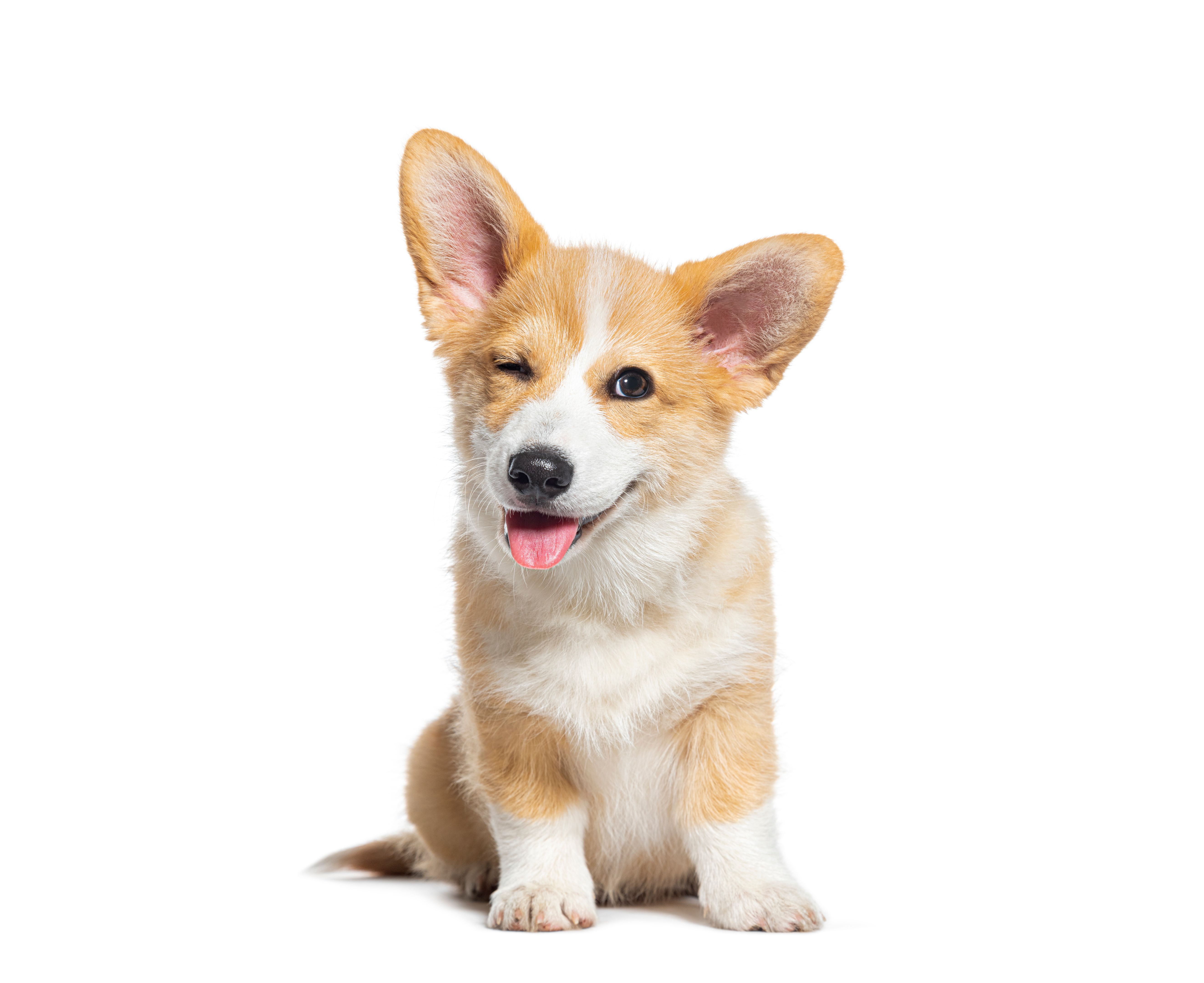 happy dog