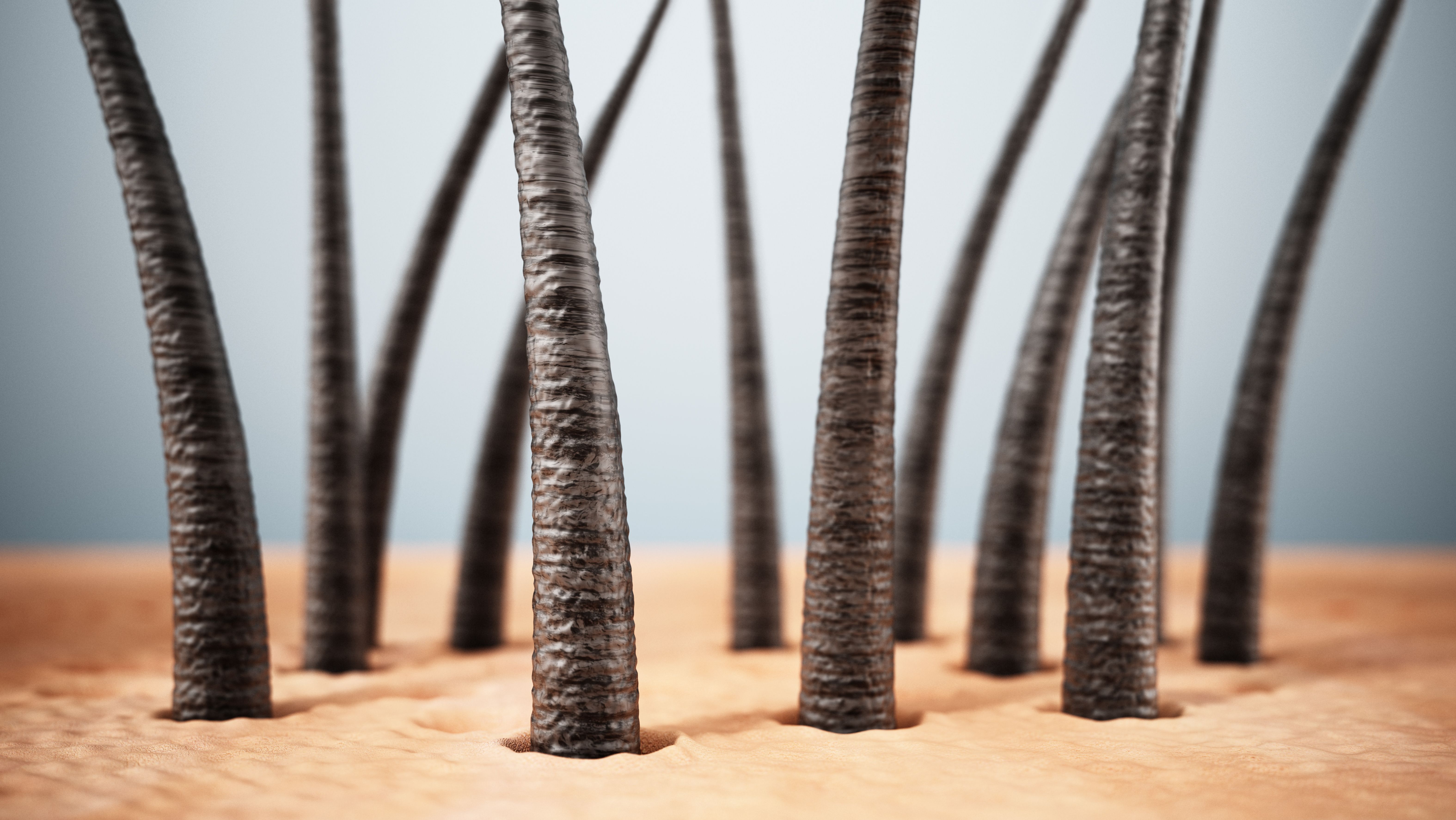 hair growth timeline