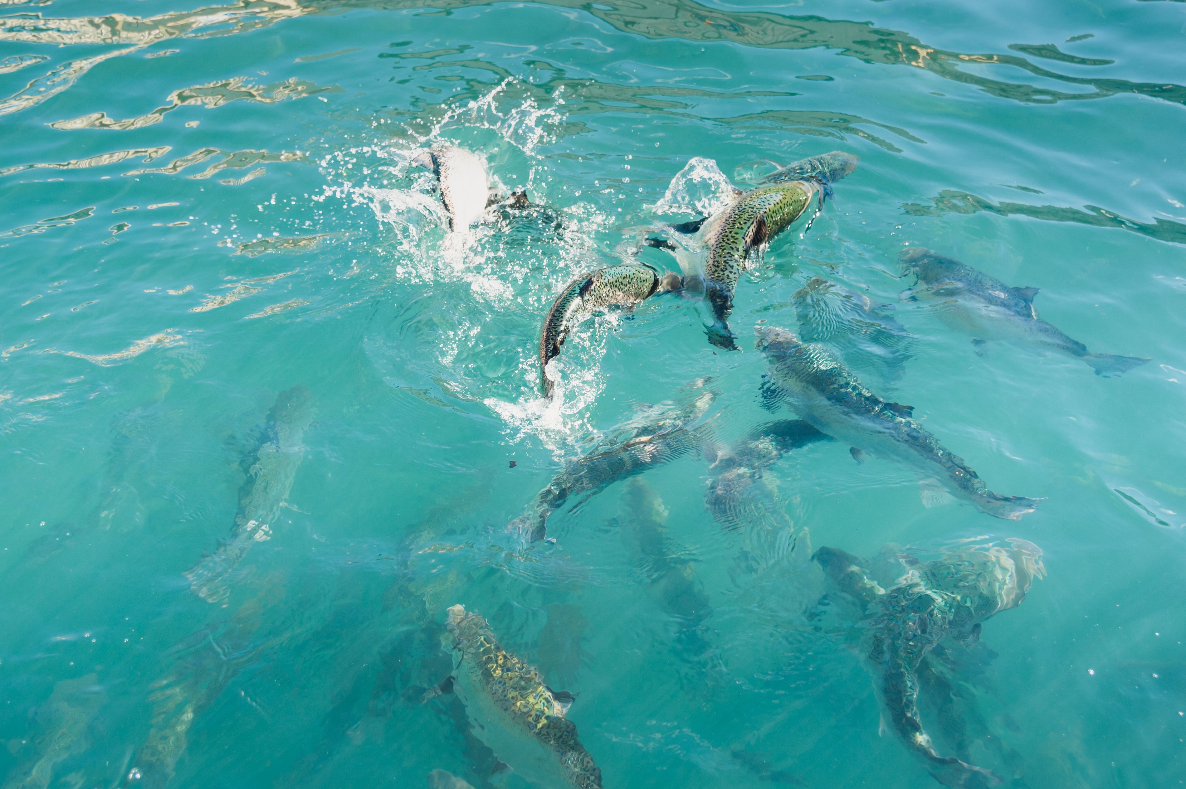 salmon farm