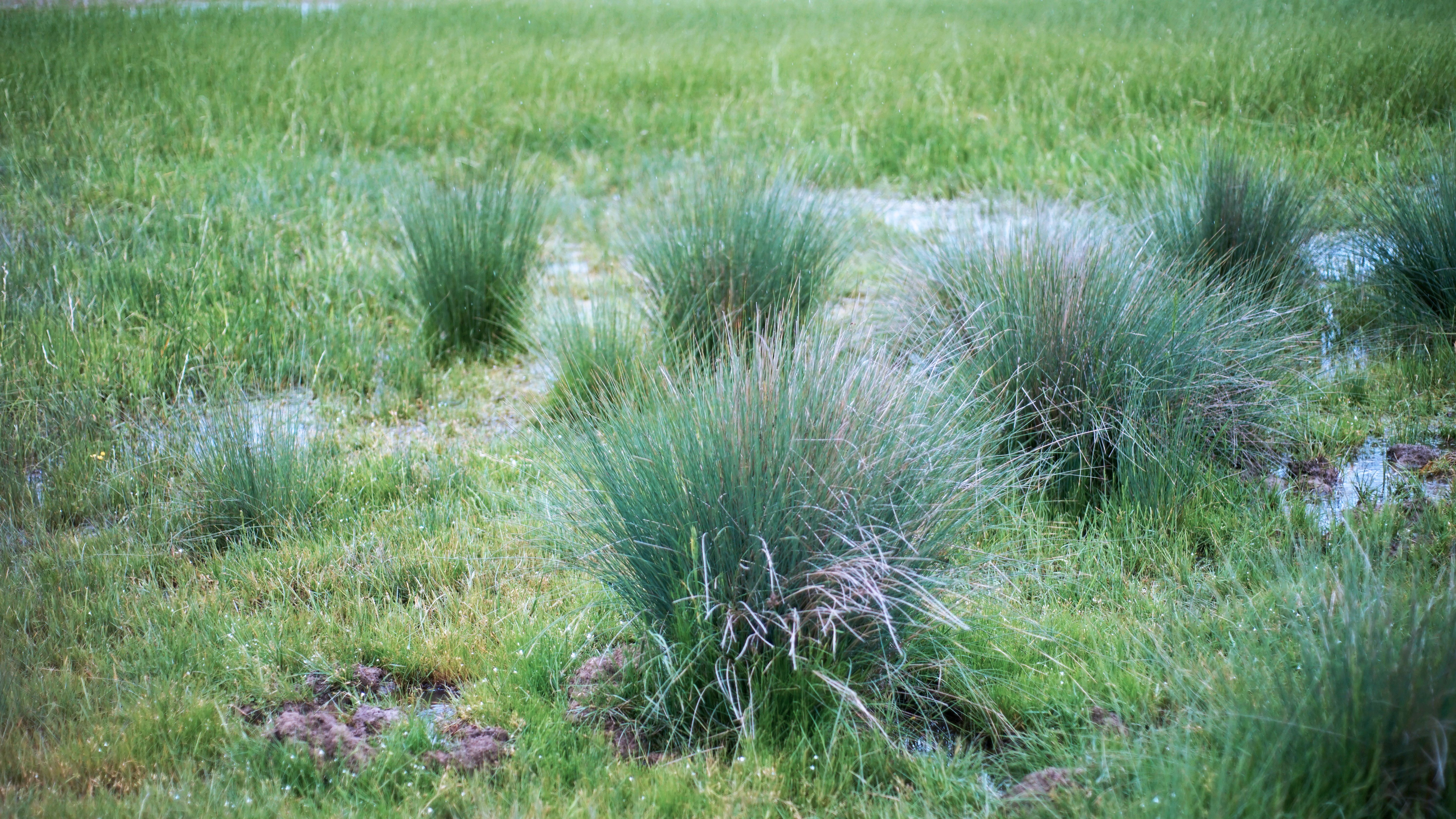 drought-resistant grass