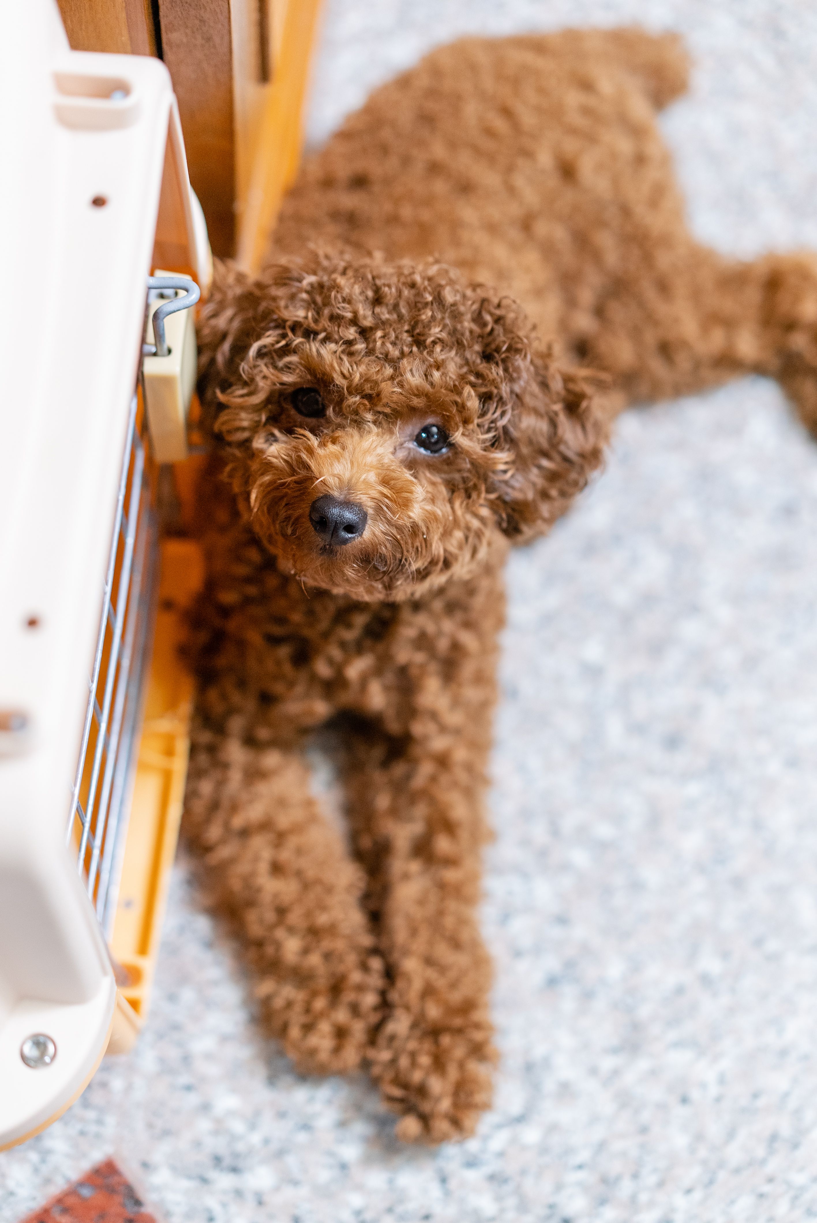 Portrait of little toy poodle laying down and looking at camera at home.