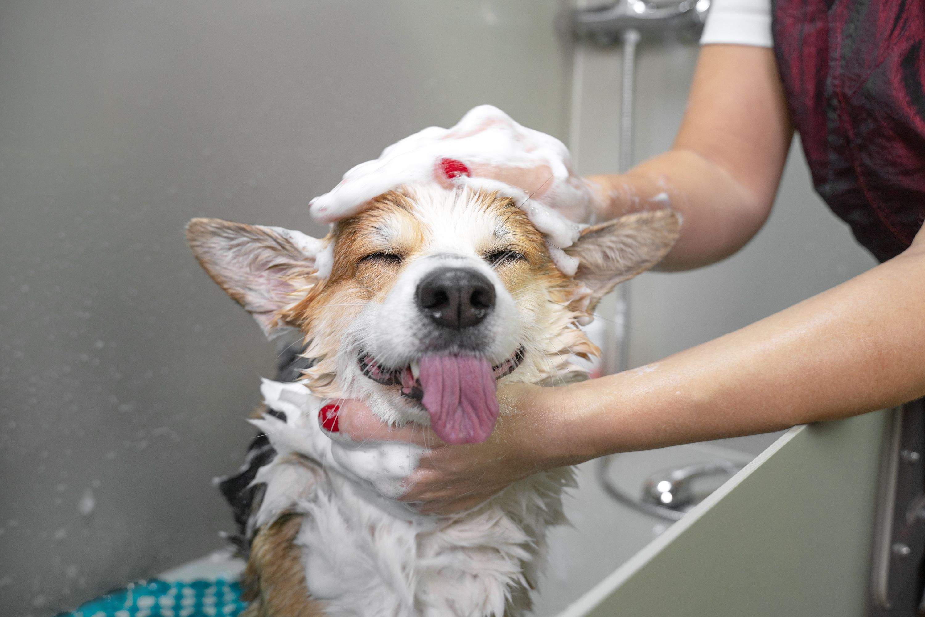 pet hygiene
