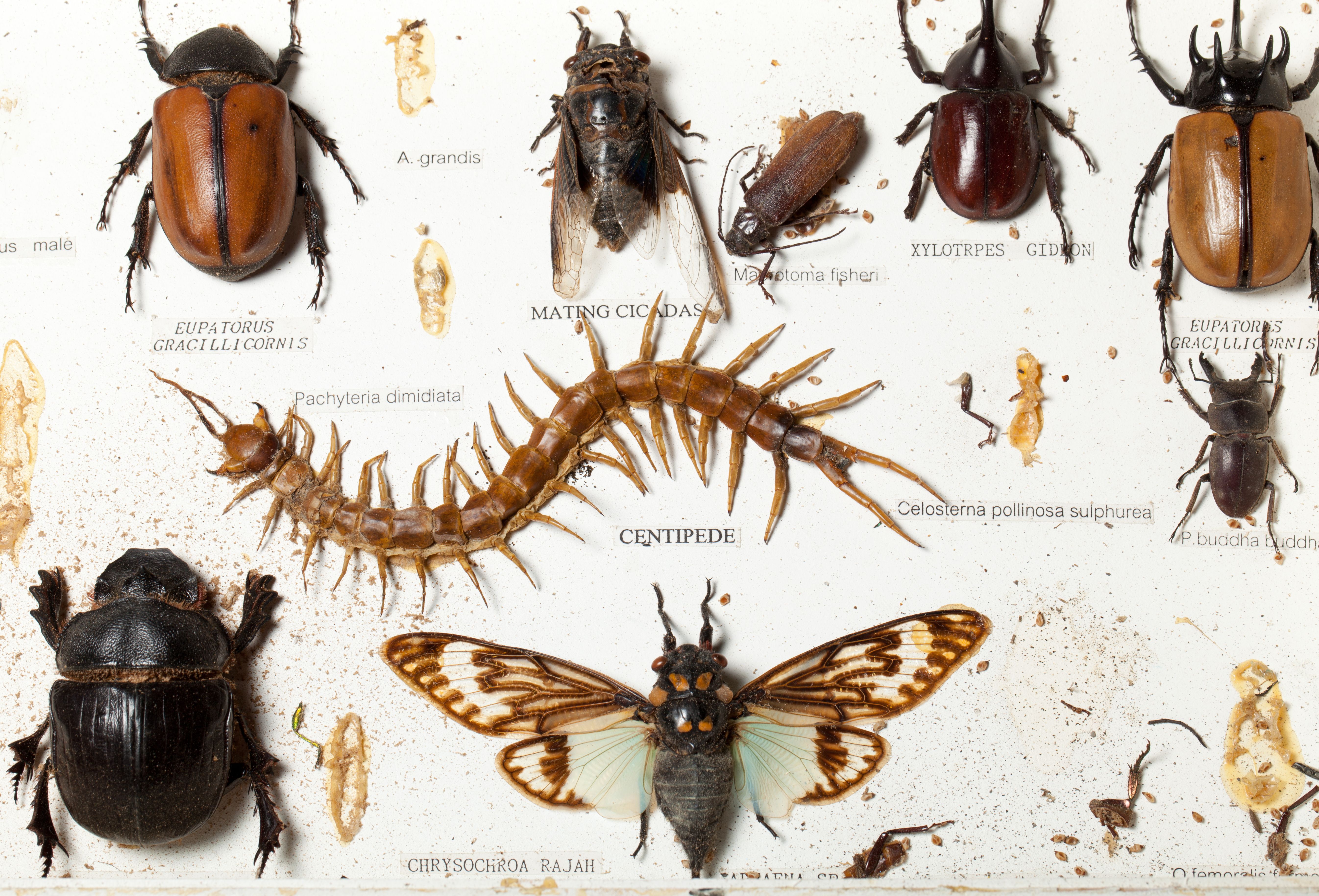 types of cockroaches