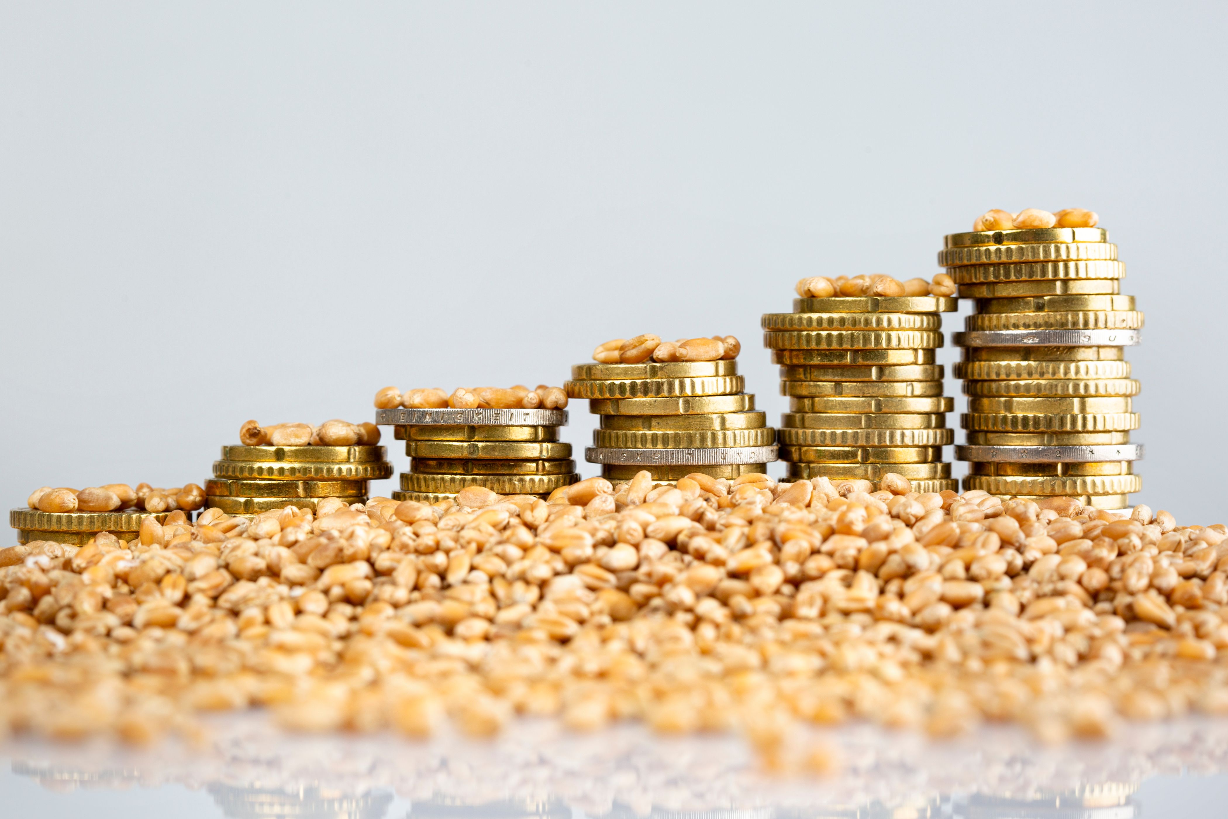 Concept of rising costs for wheat