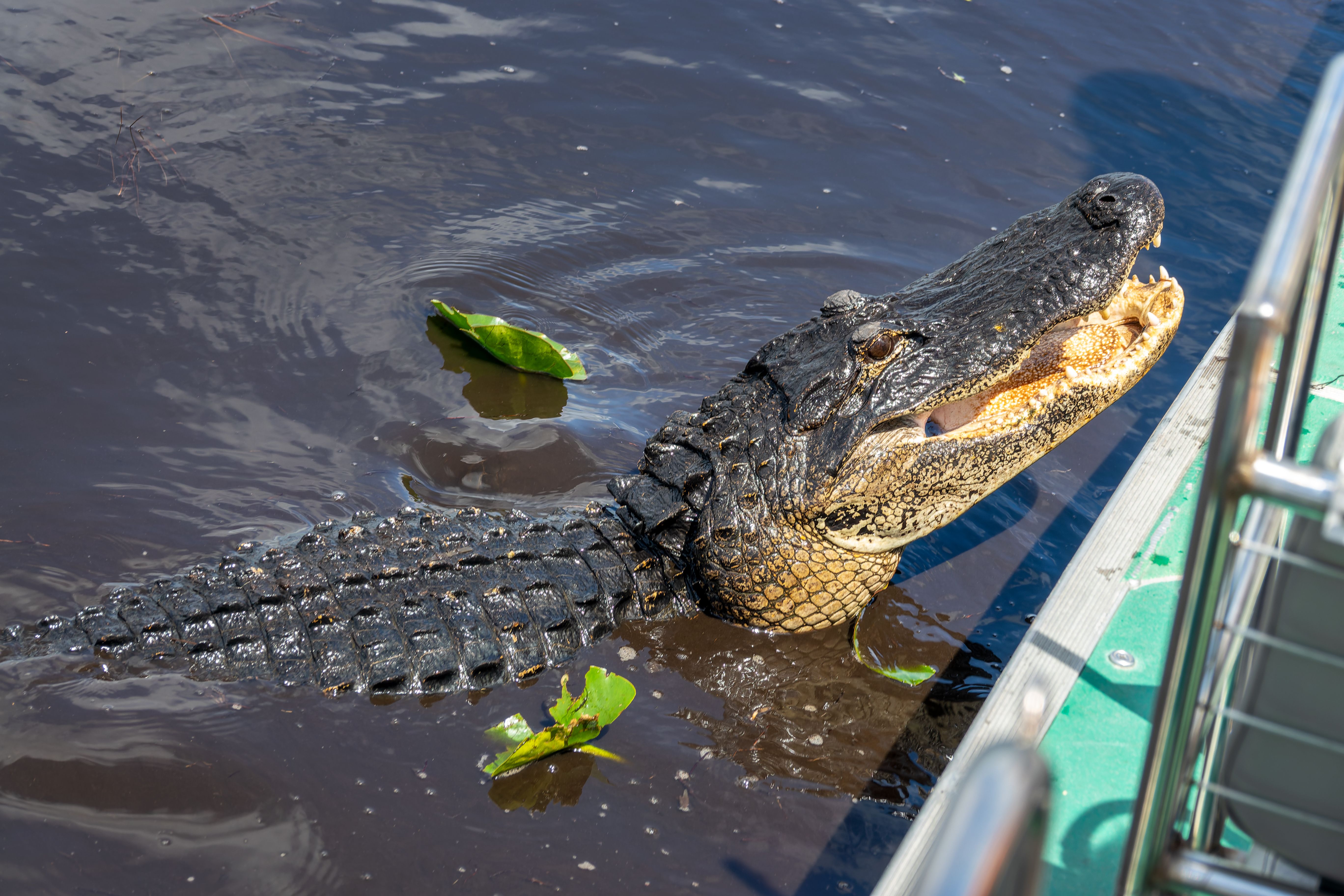 airboat tour