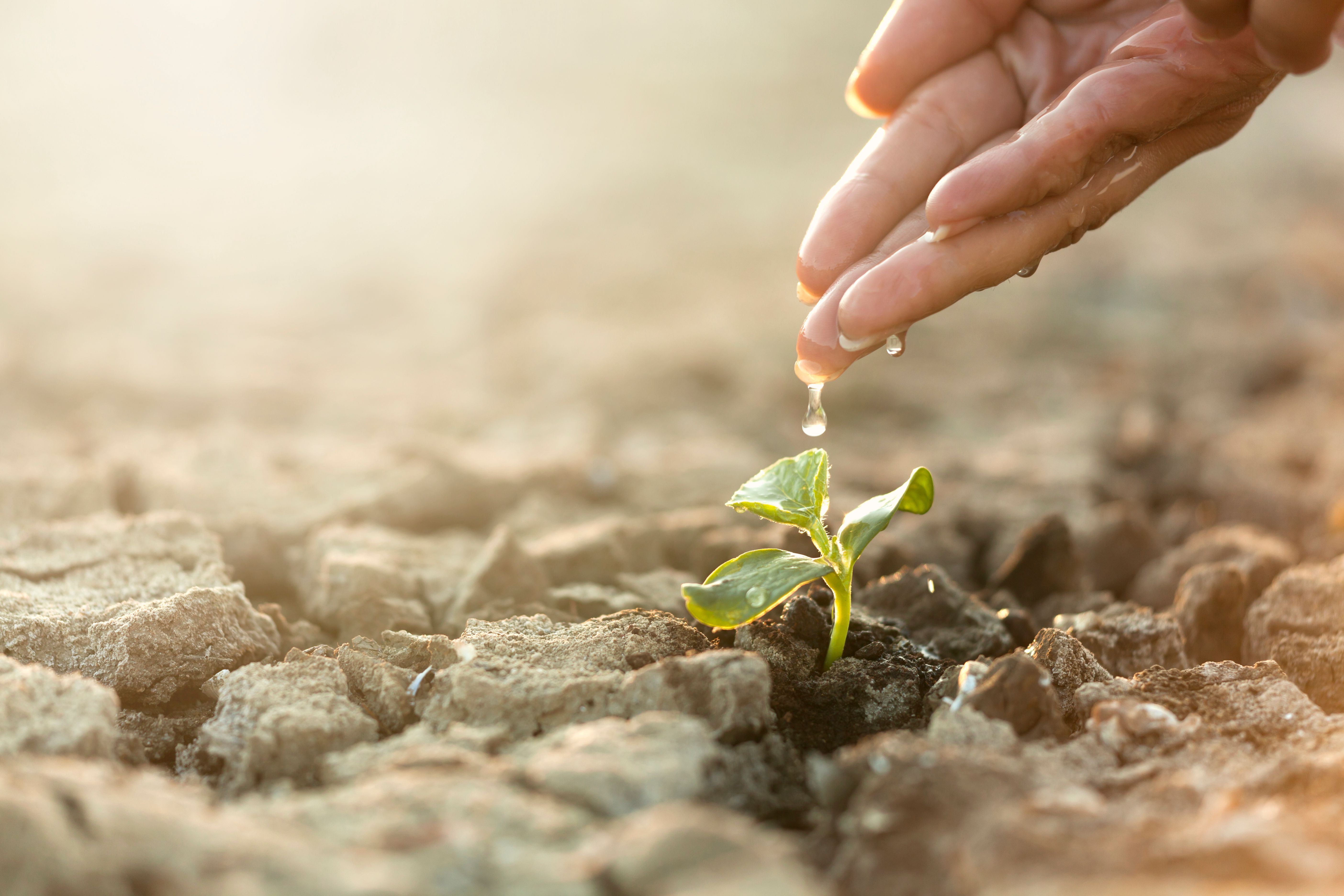 Seeding Plant, woman hand Seeding Plant, woman hand