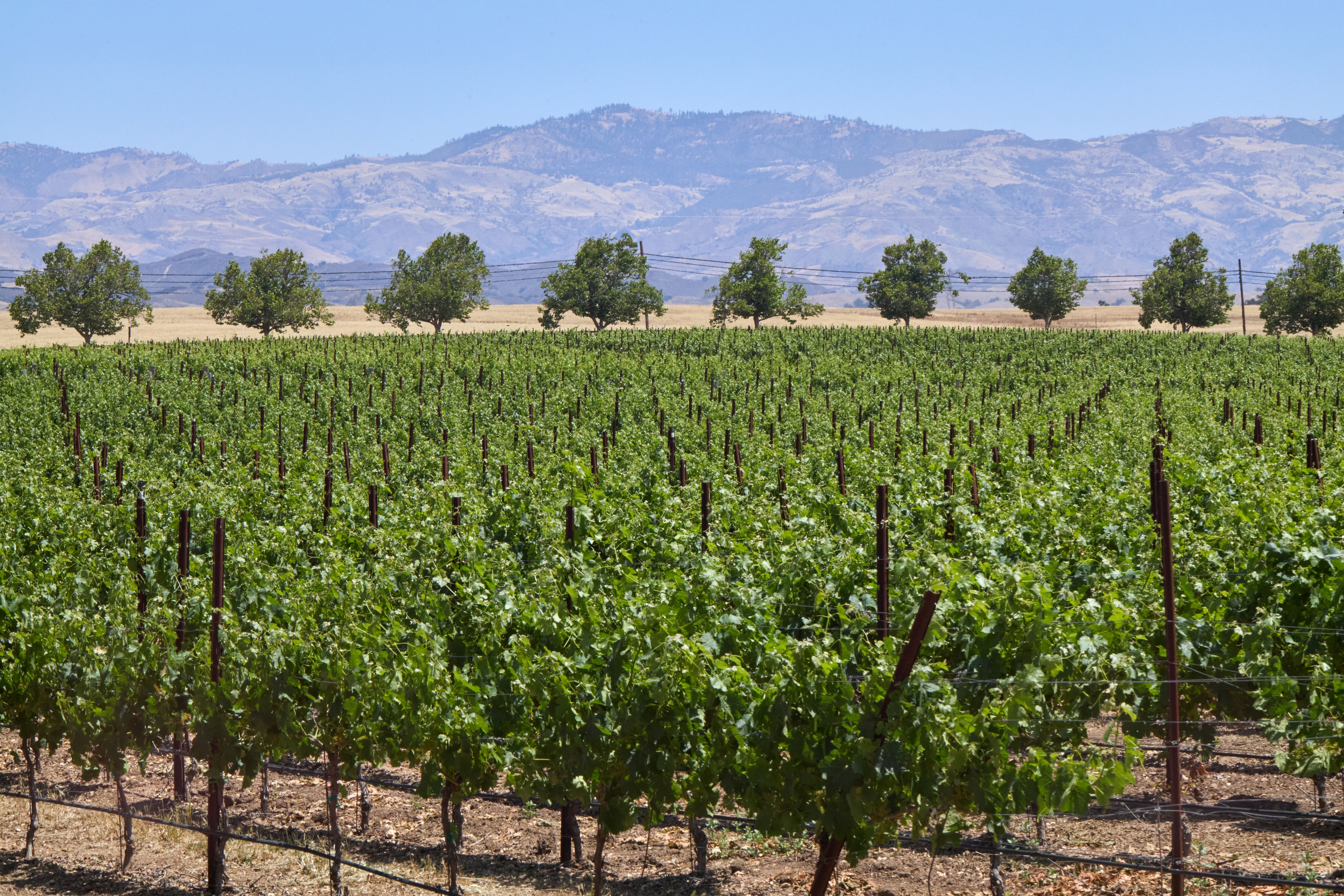 california wine trail