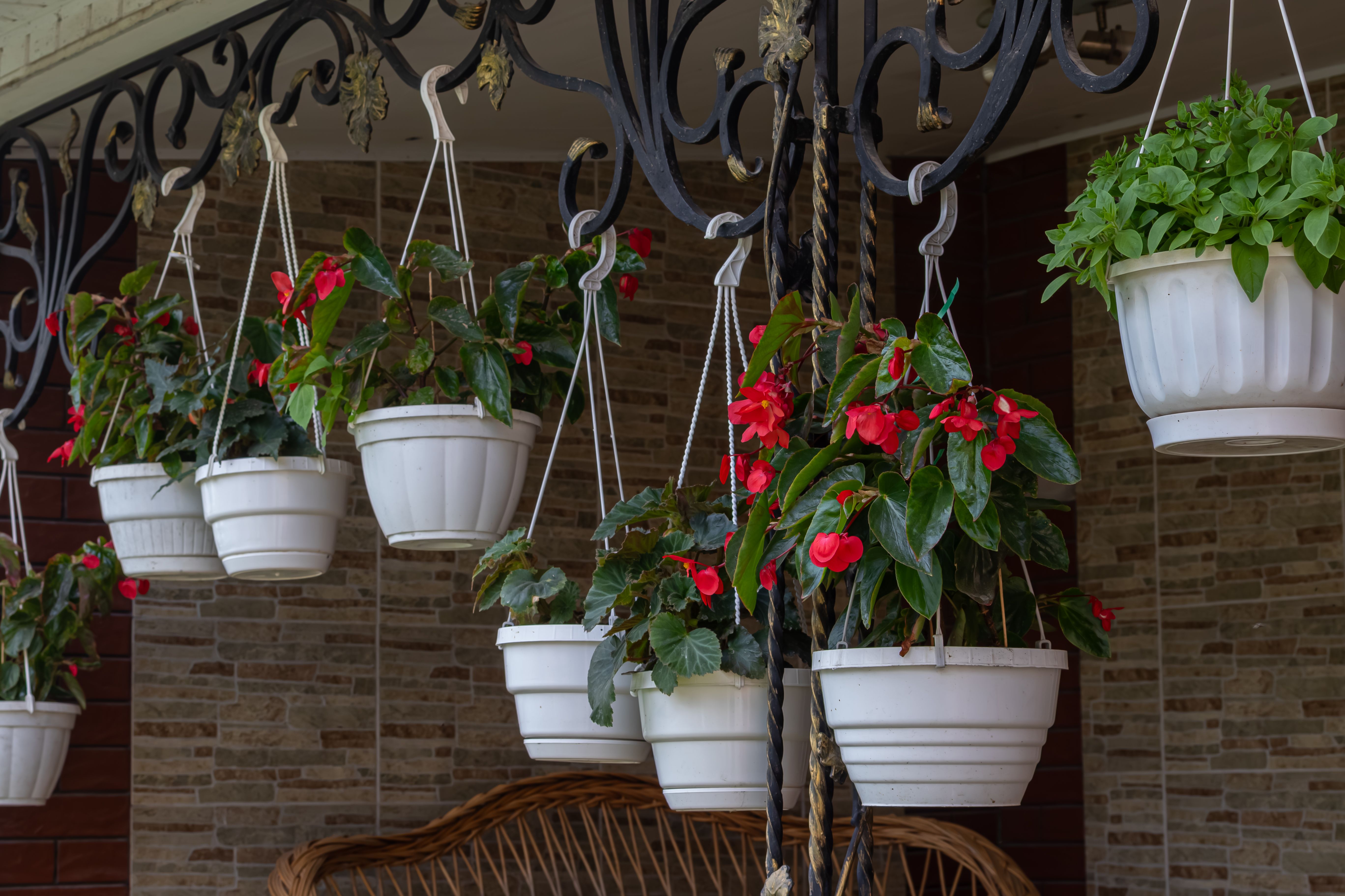 hanging planters