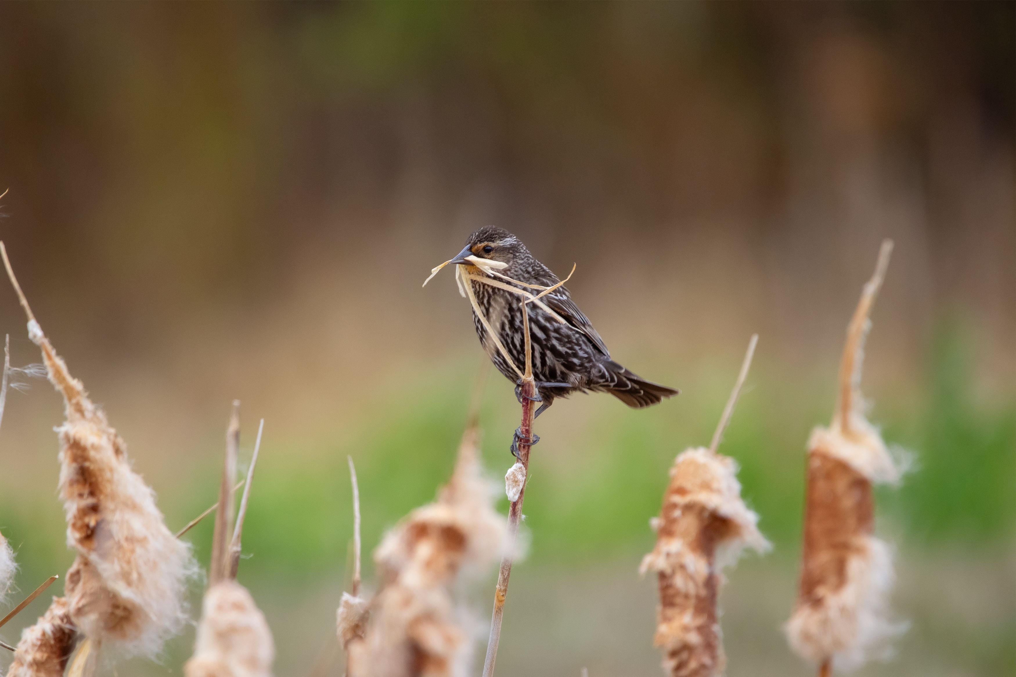 wildlife observation