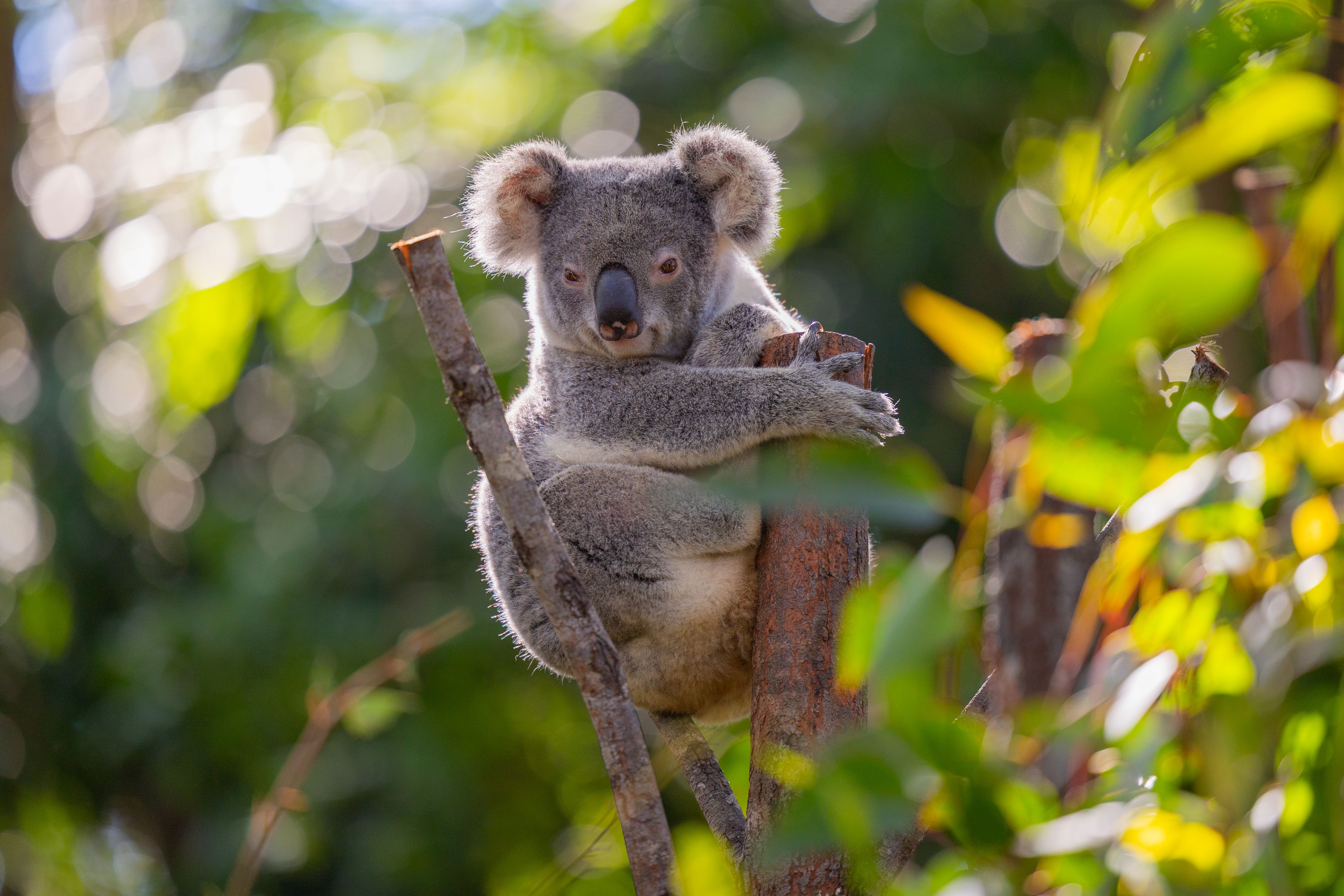 Close up view of a Koala marsupial native to Australia seen in it's natural habitat Close up view of a Koala marsupial native to Australia seen in it's natural habitat