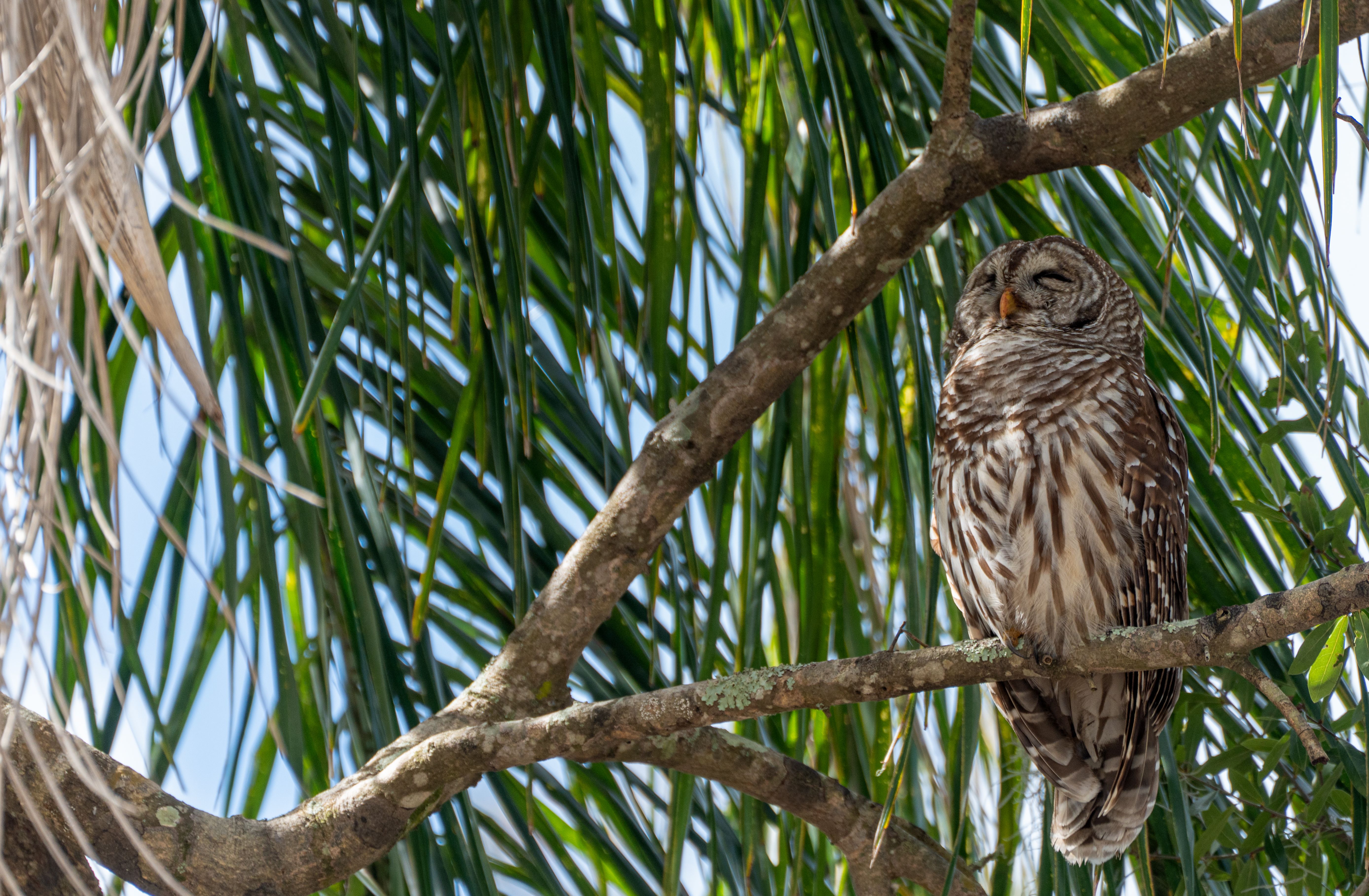 central florida adventure