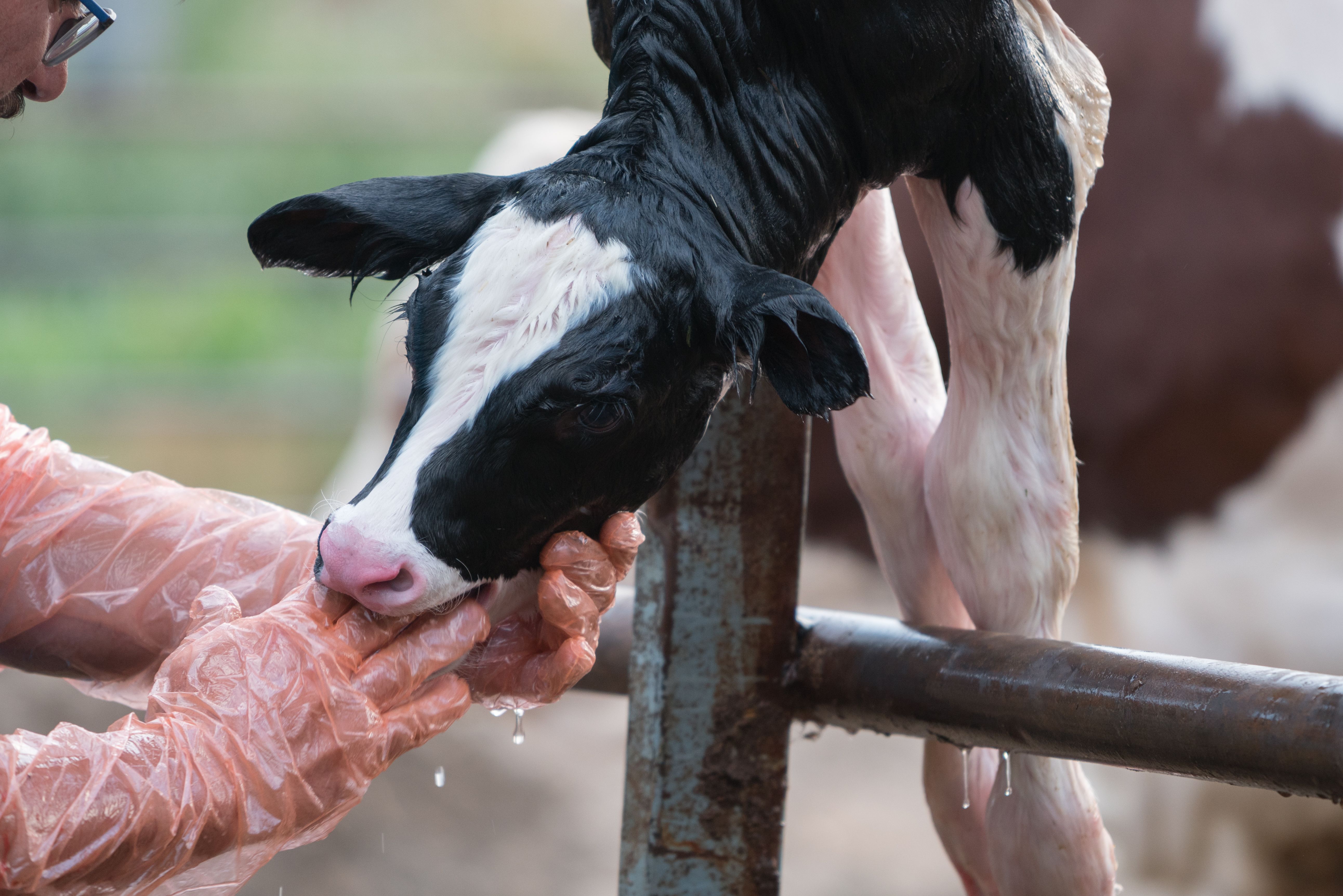 Vet Checking newborn calf