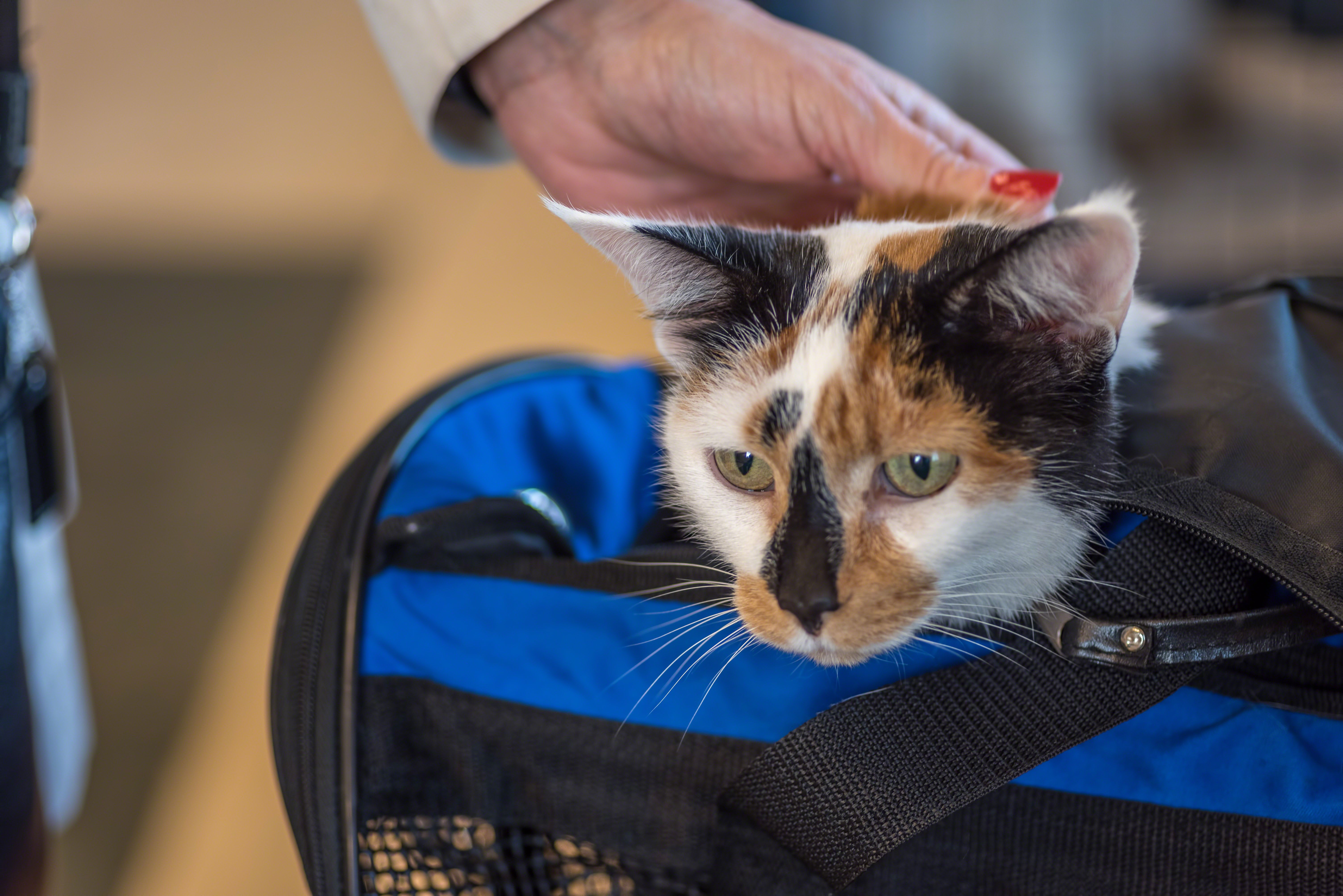 soft sided pet carrier