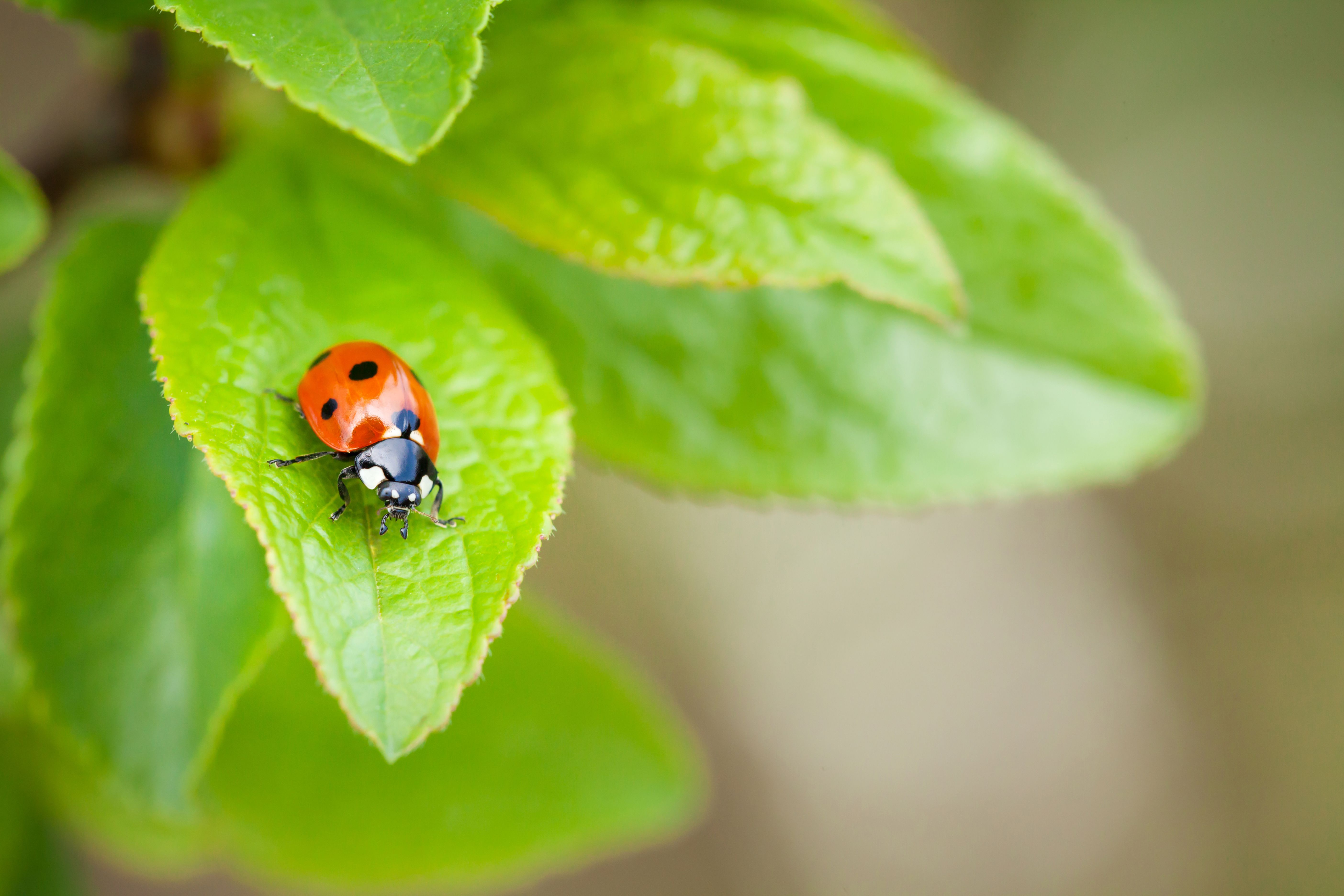 ladybug on plant
