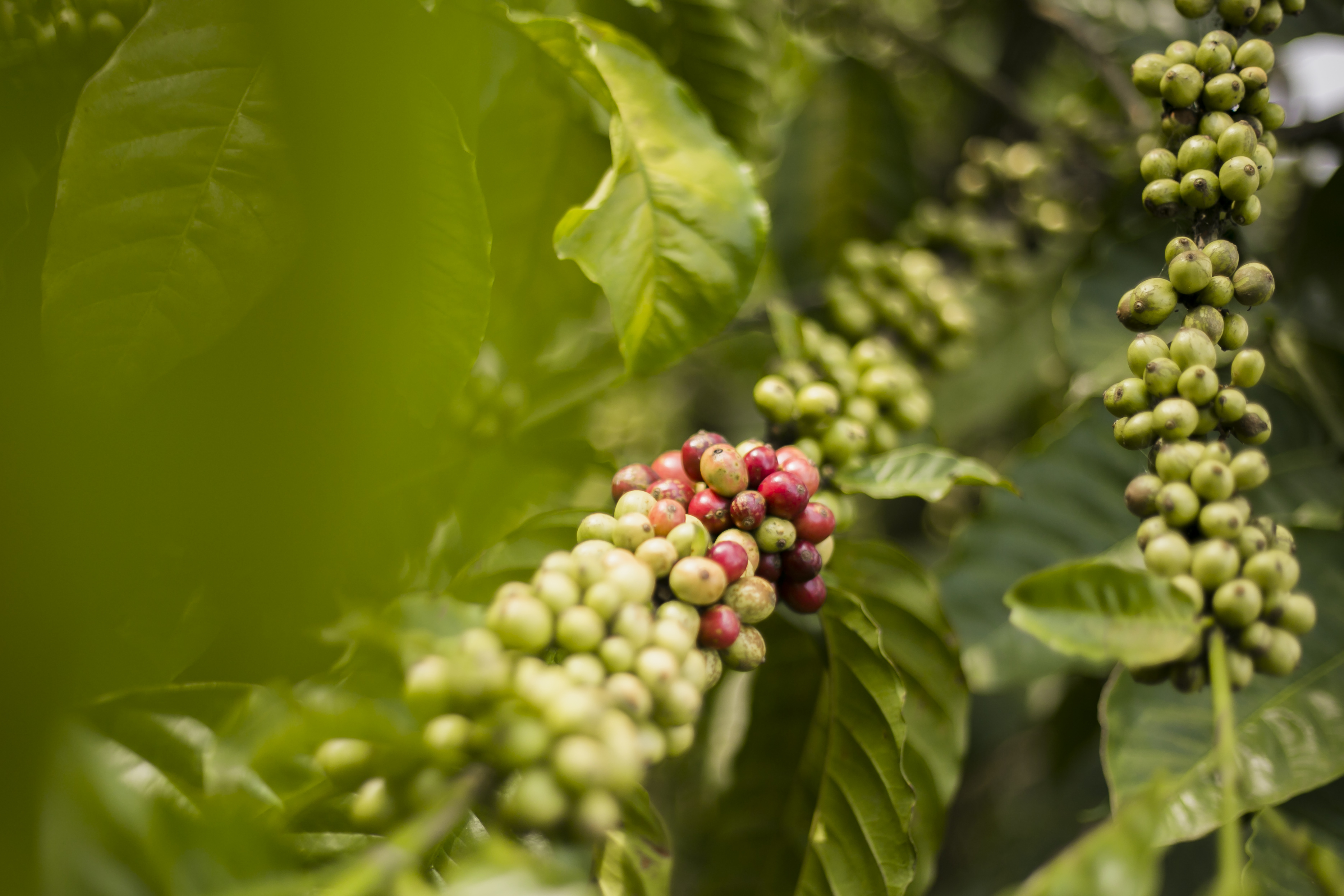 coffee bean in farm