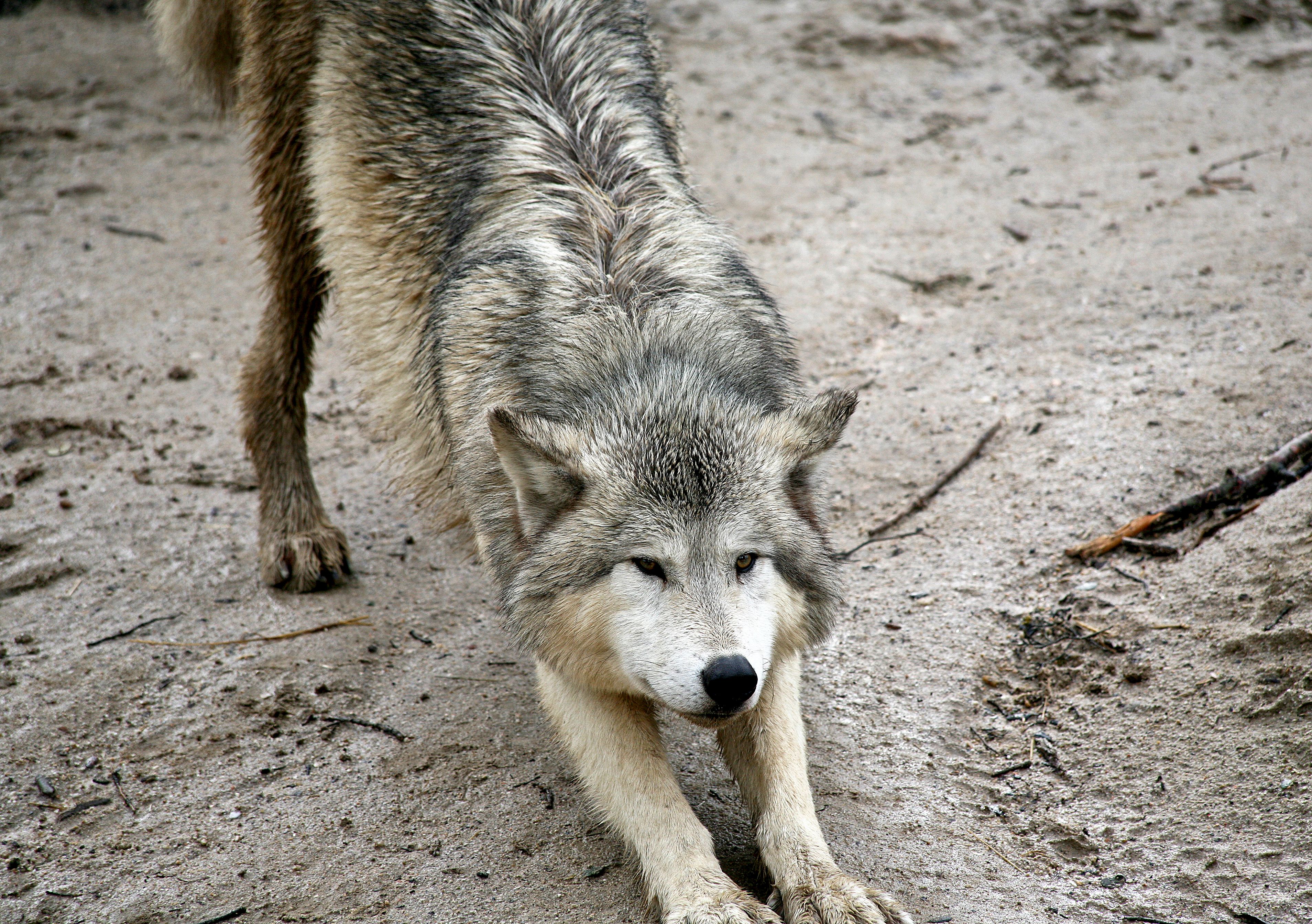 wolf yoga