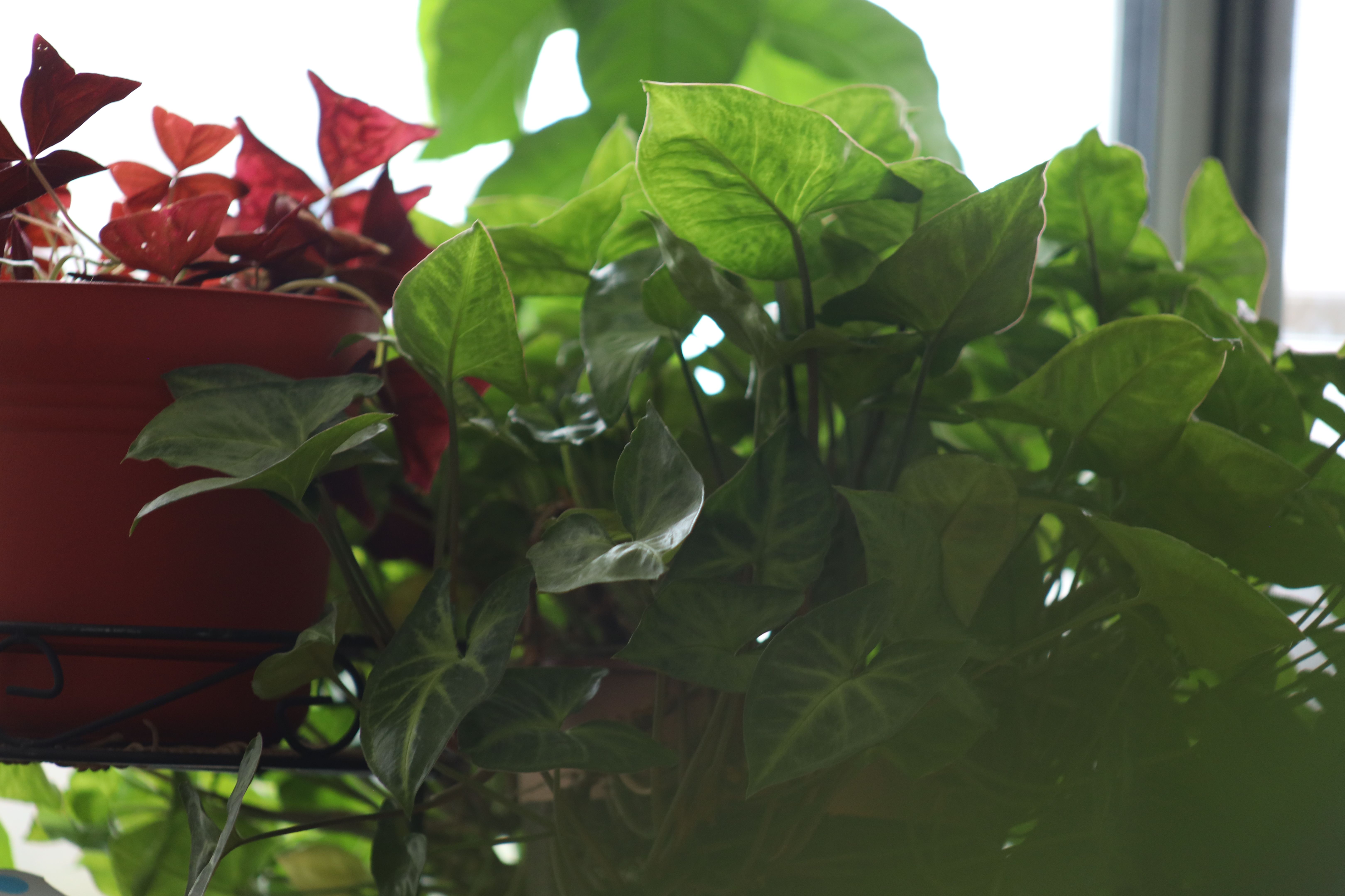 colorful native plants