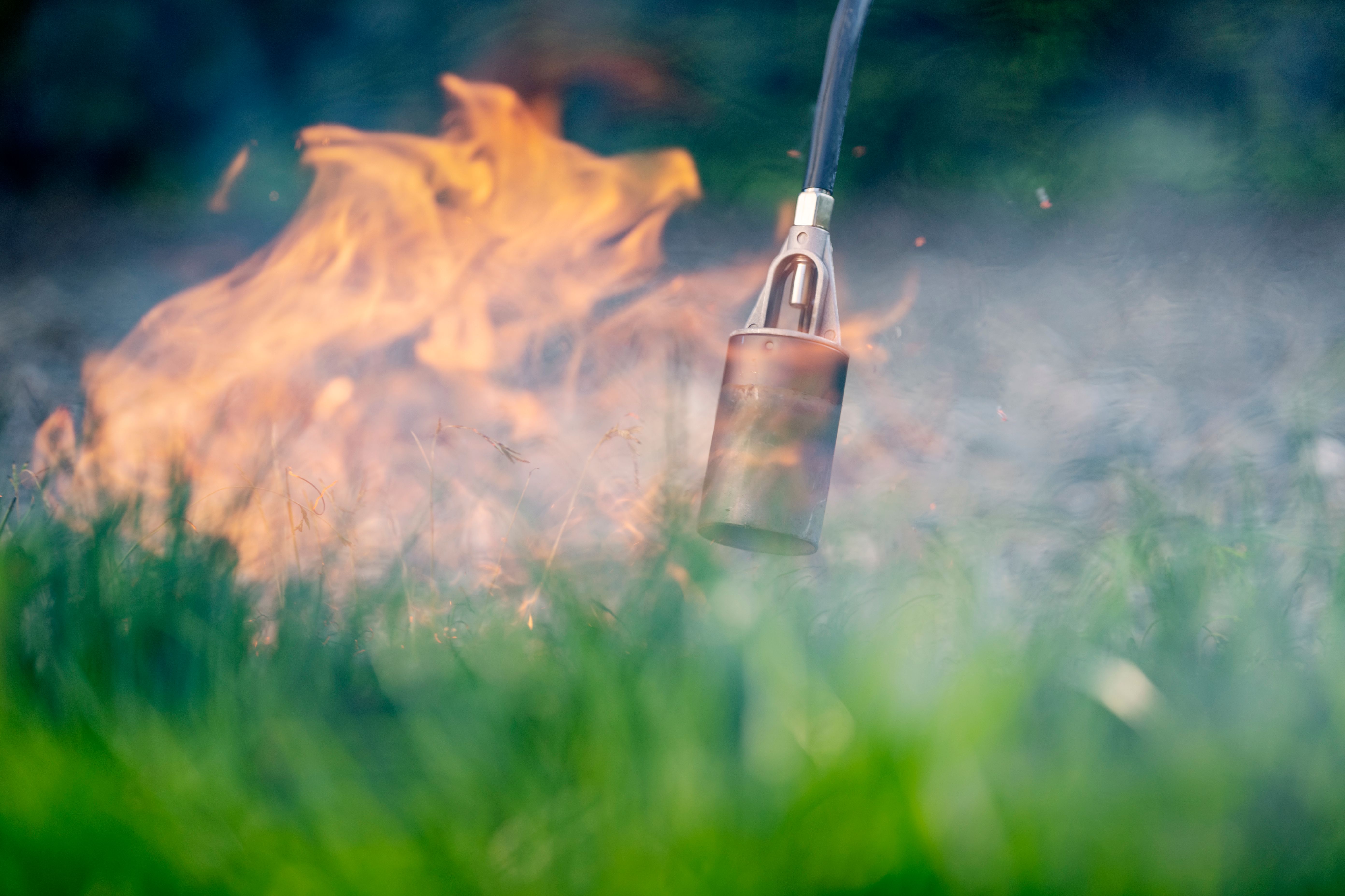 weed control