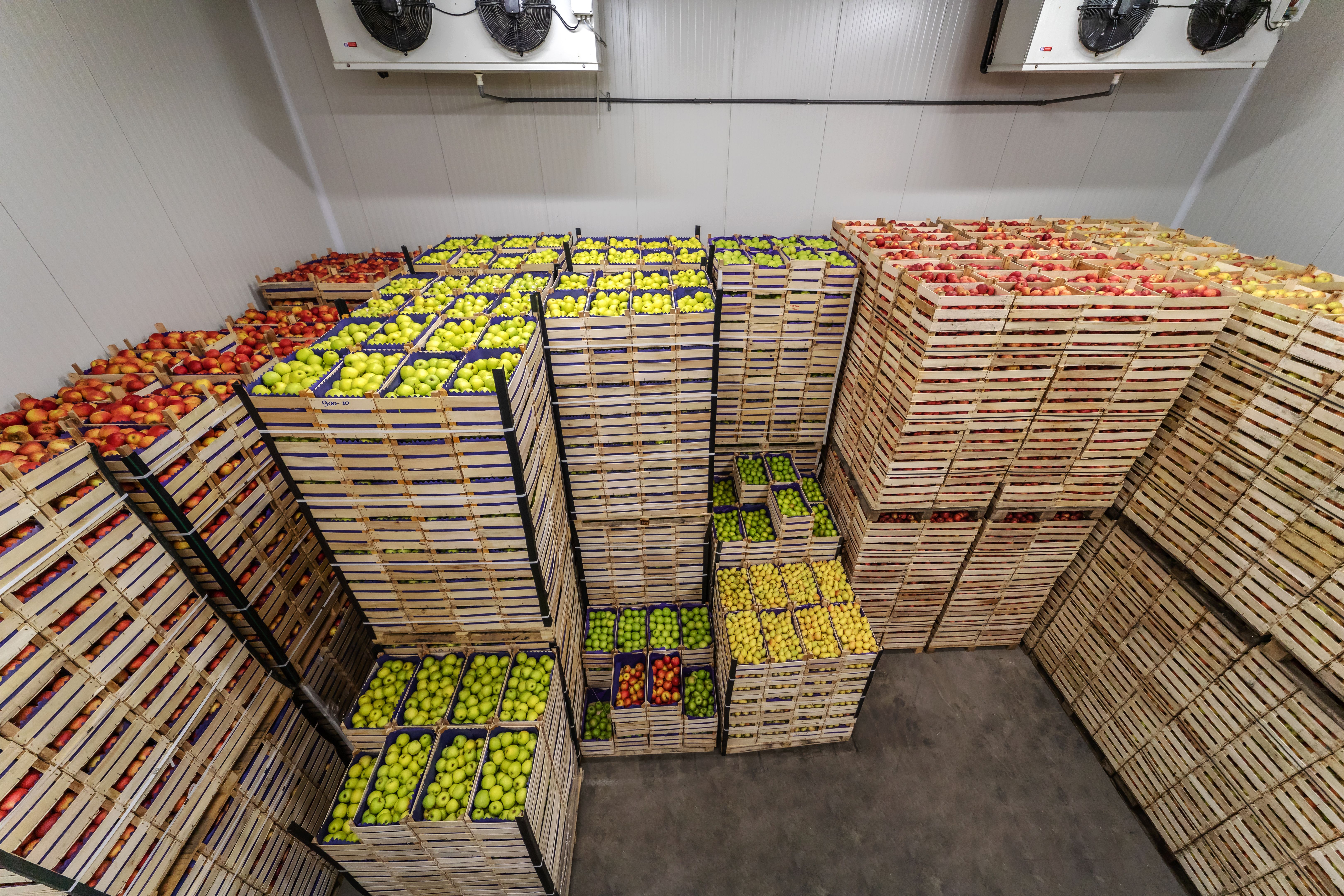 Fruits in crates ready for shipping. Cold storage interior.