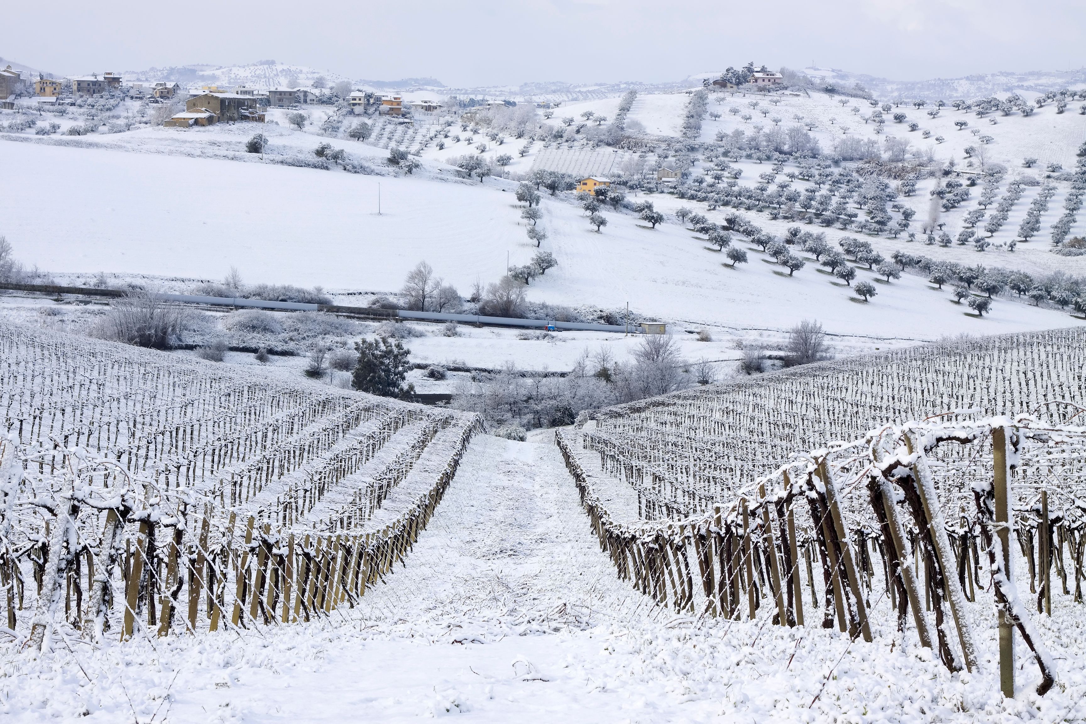 winter vineyard