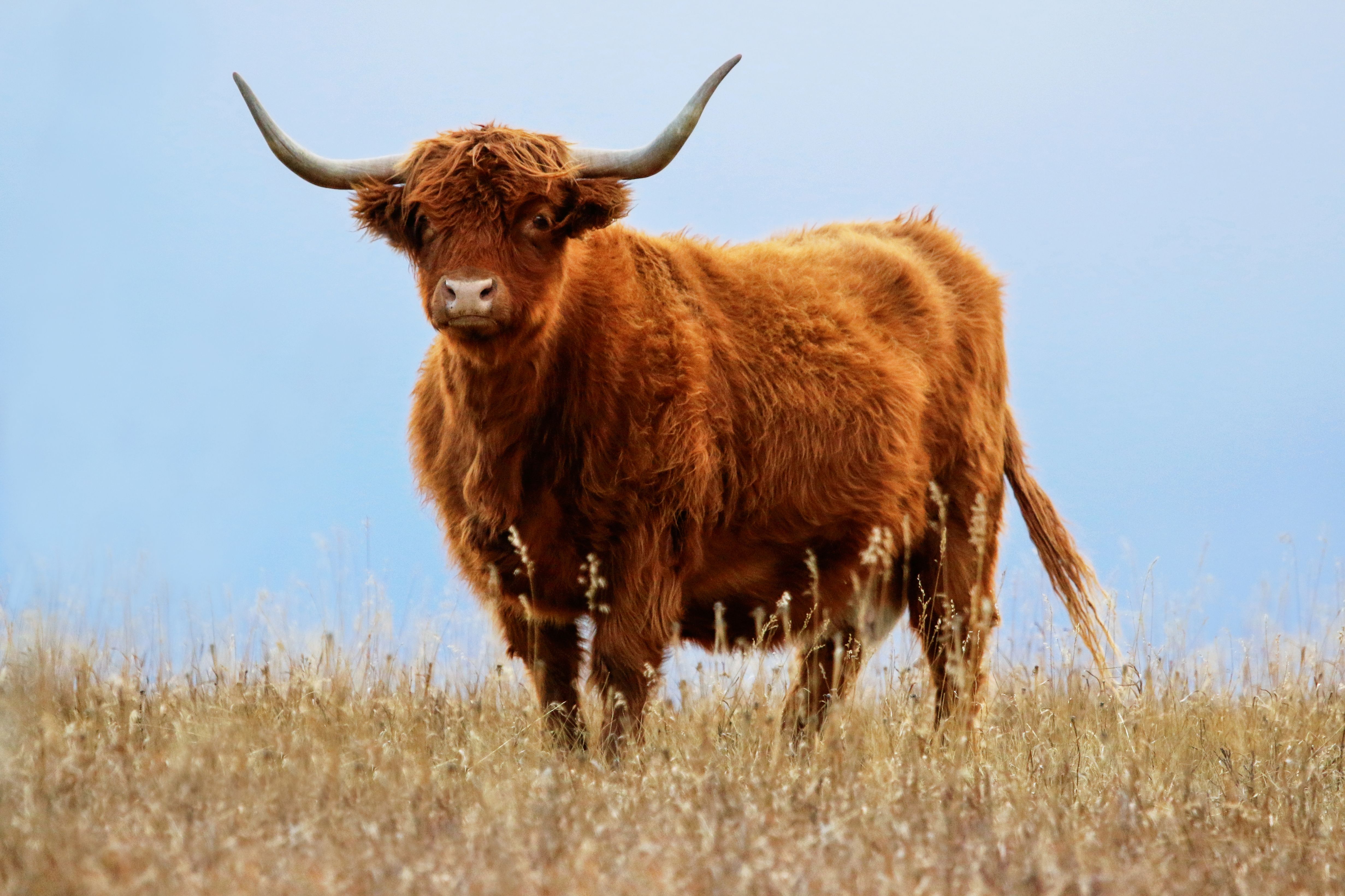 highland cattle