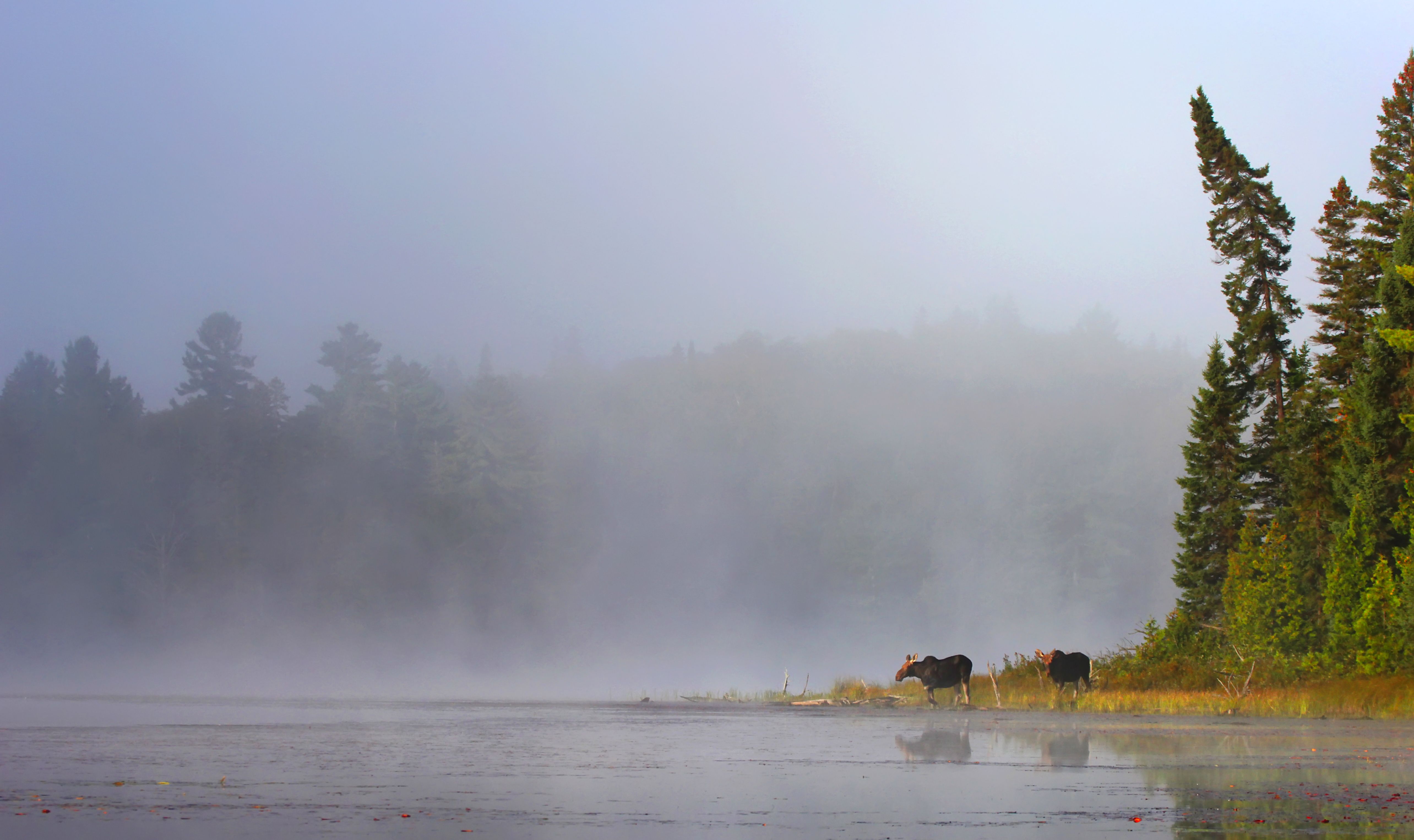 lake wildlife