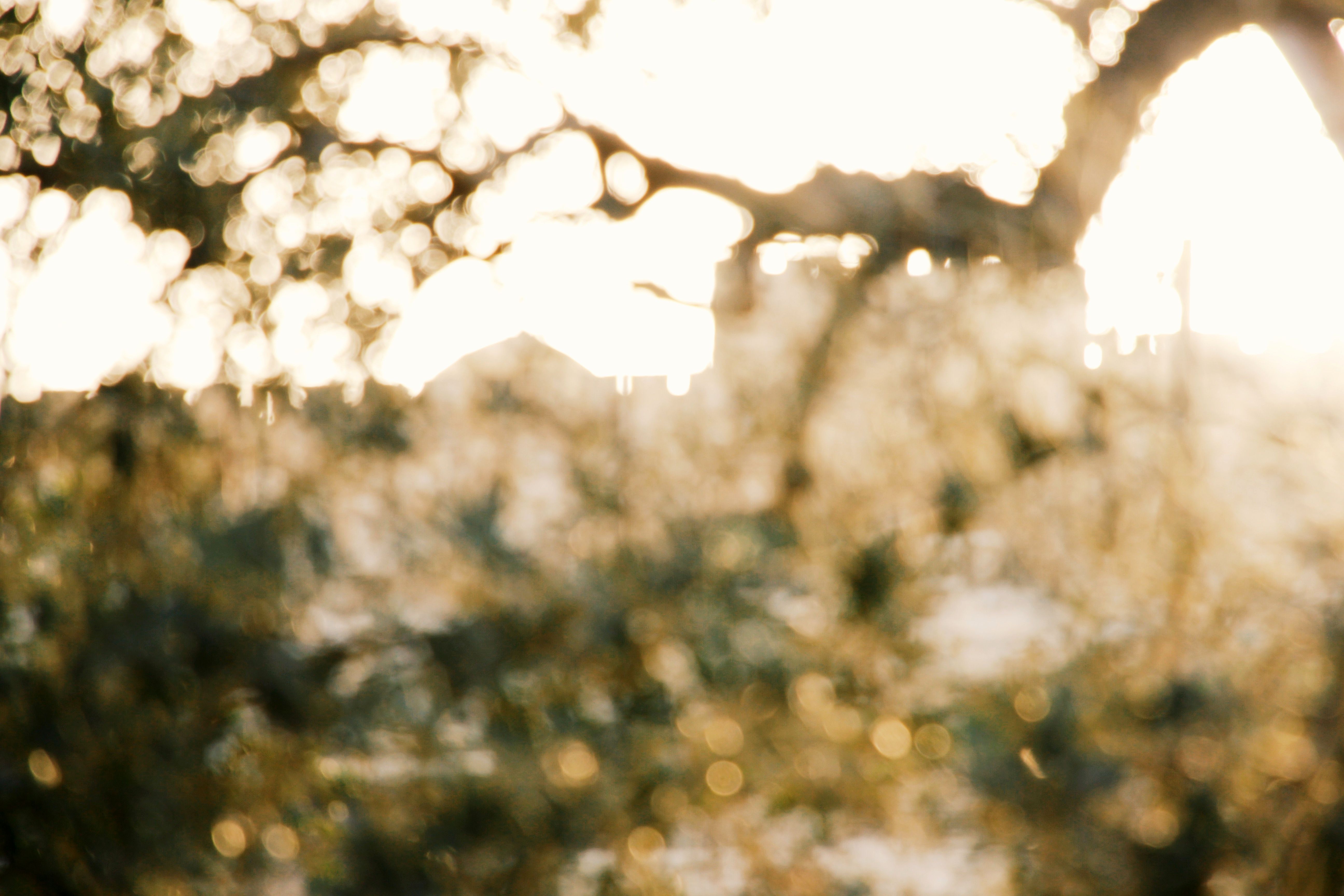 Abstract shot of Jewish temple and blurred olive tree leaves