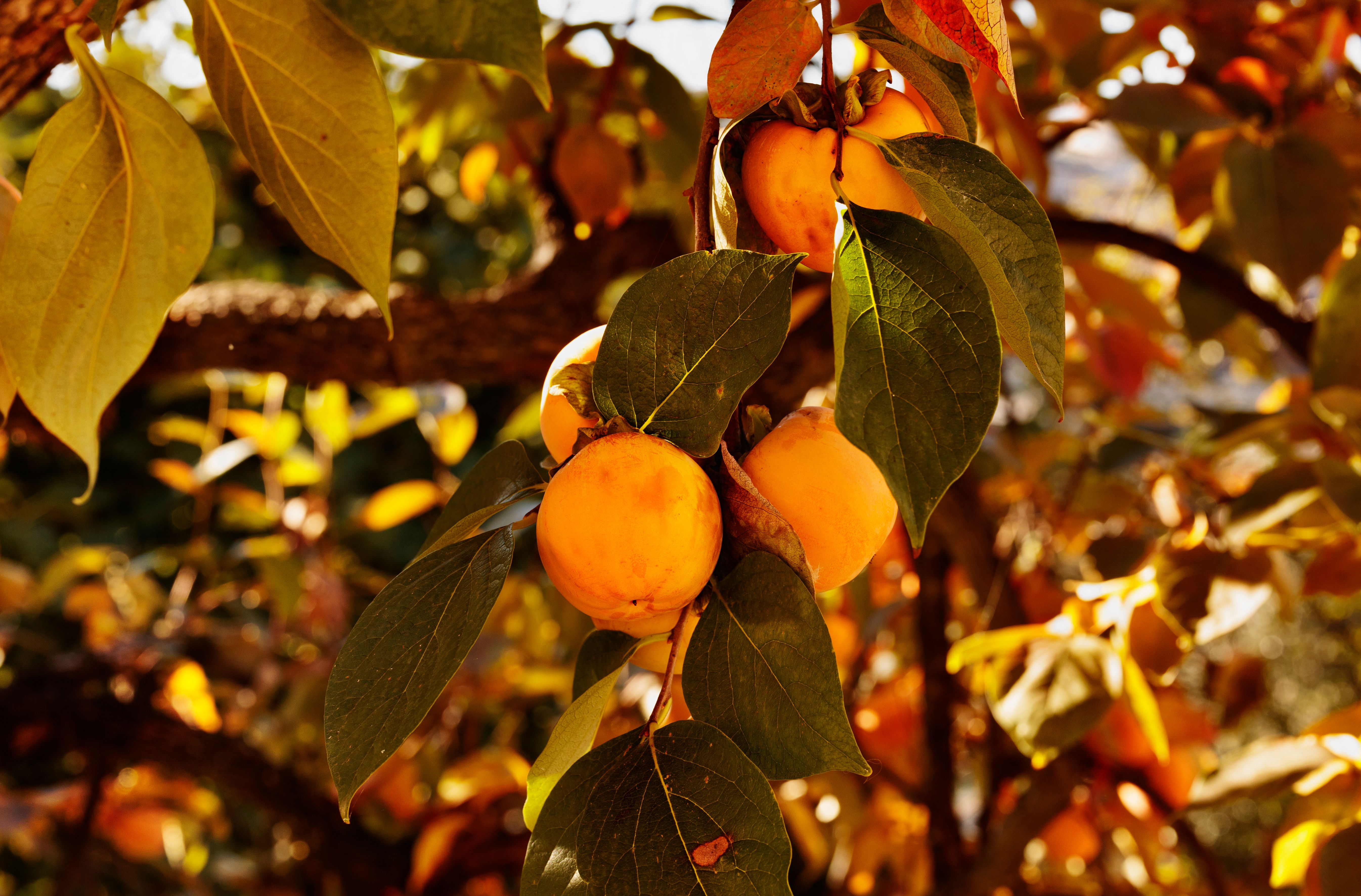 Ripe fruits of orange persimmmon