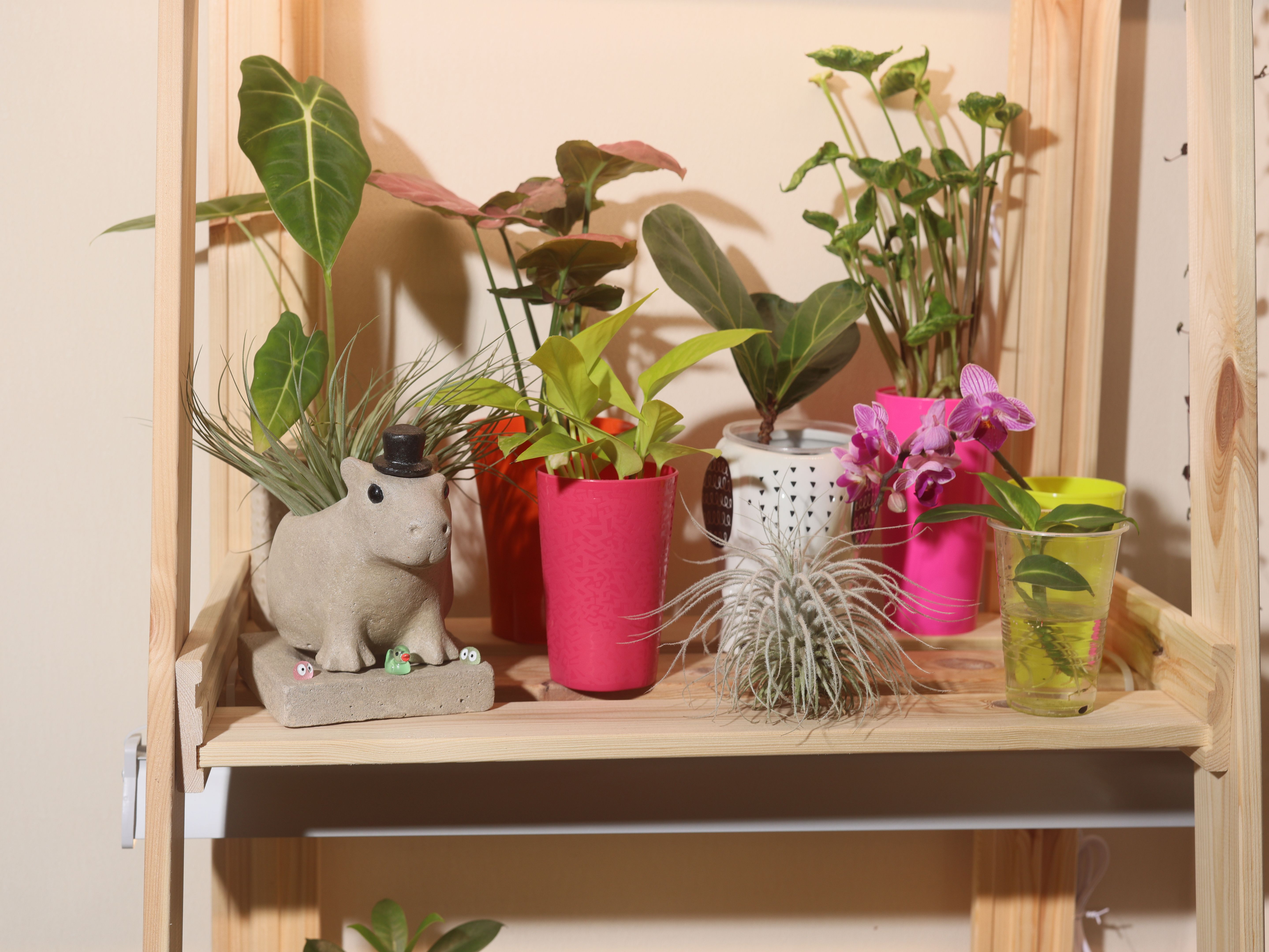 A Beautiful and Vibrant Indoor Plant Arrangement Bringing Life with Colorful Decorative Pots