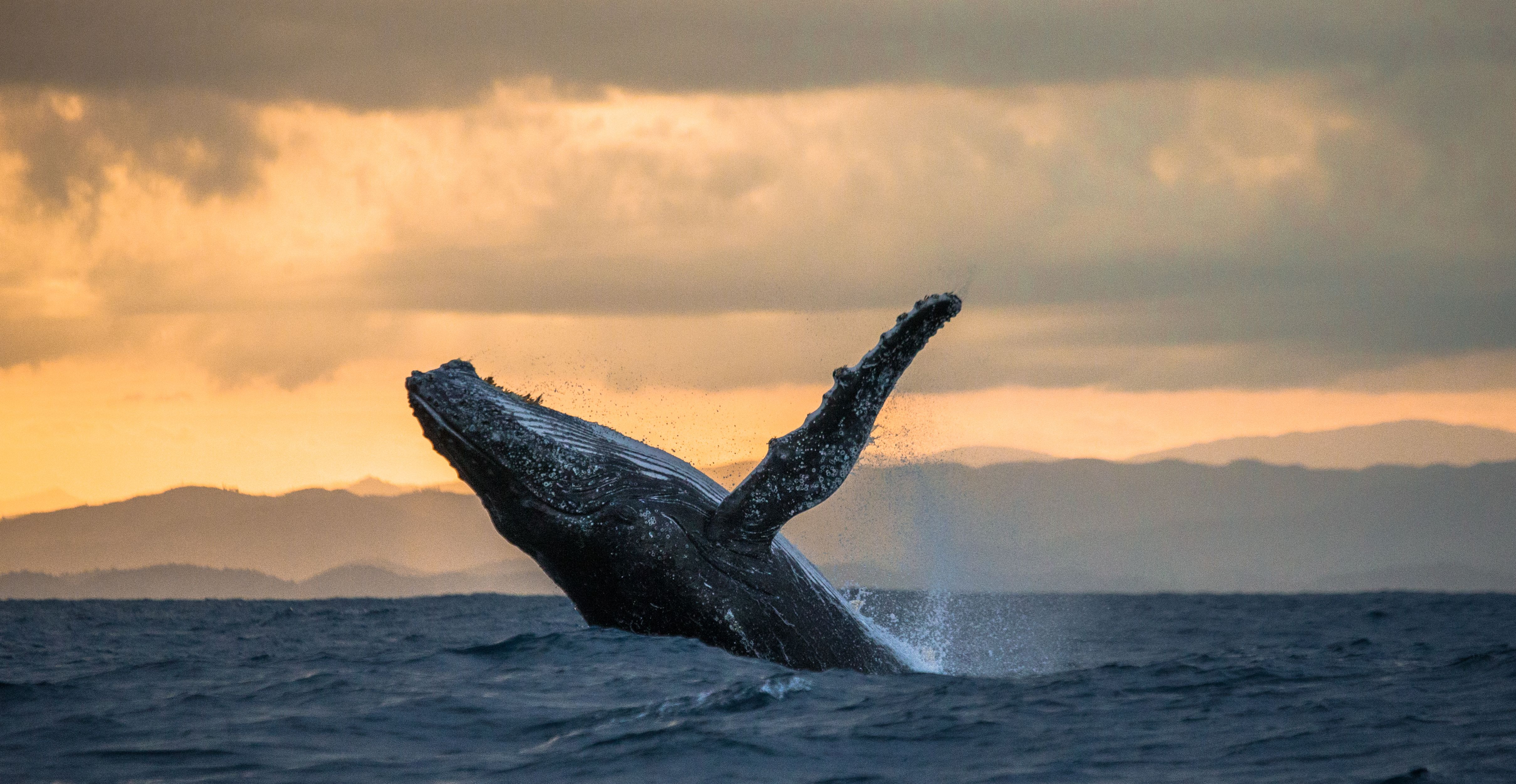 humpback whales Madagascar