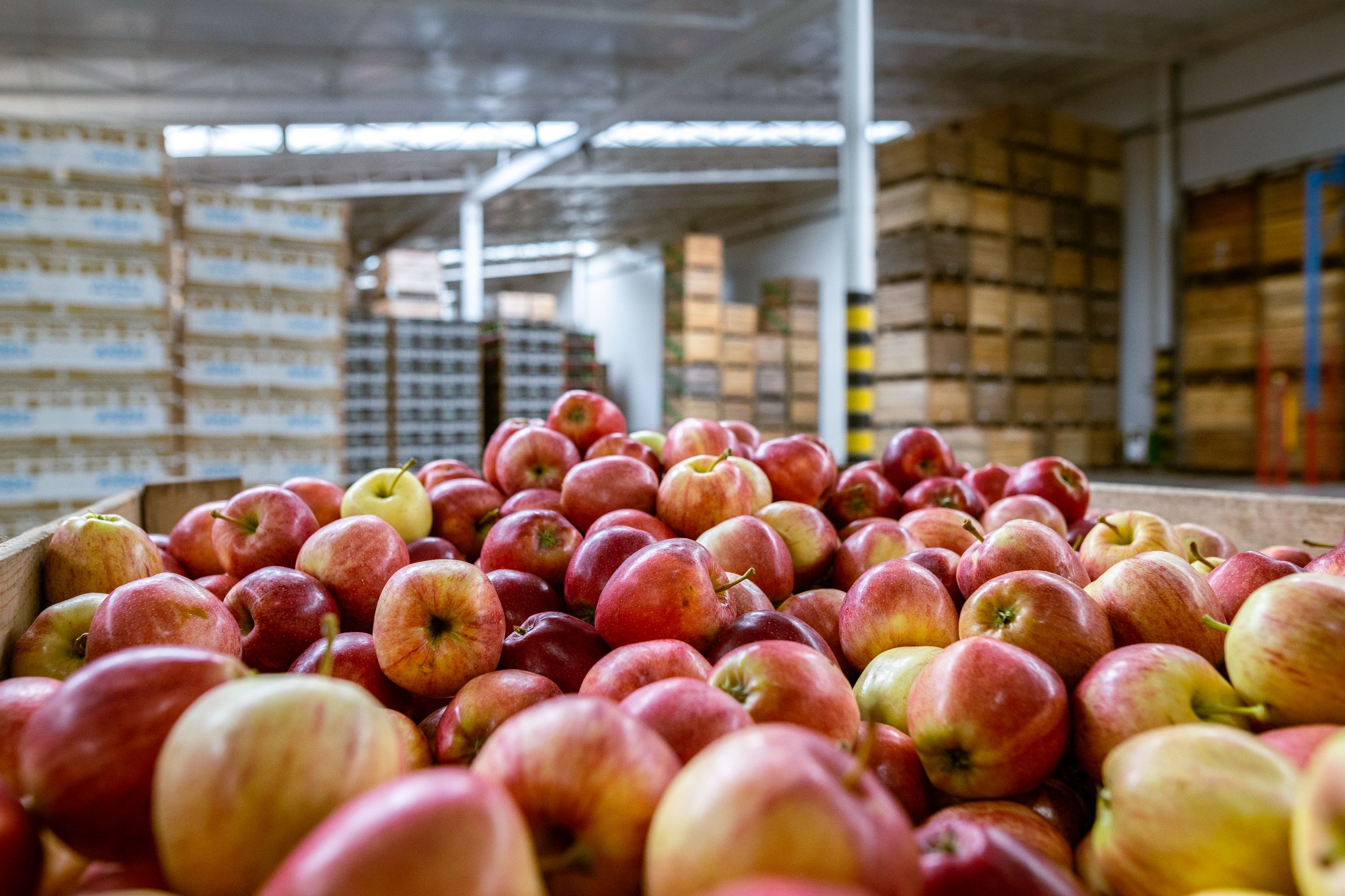 fruit suppliers