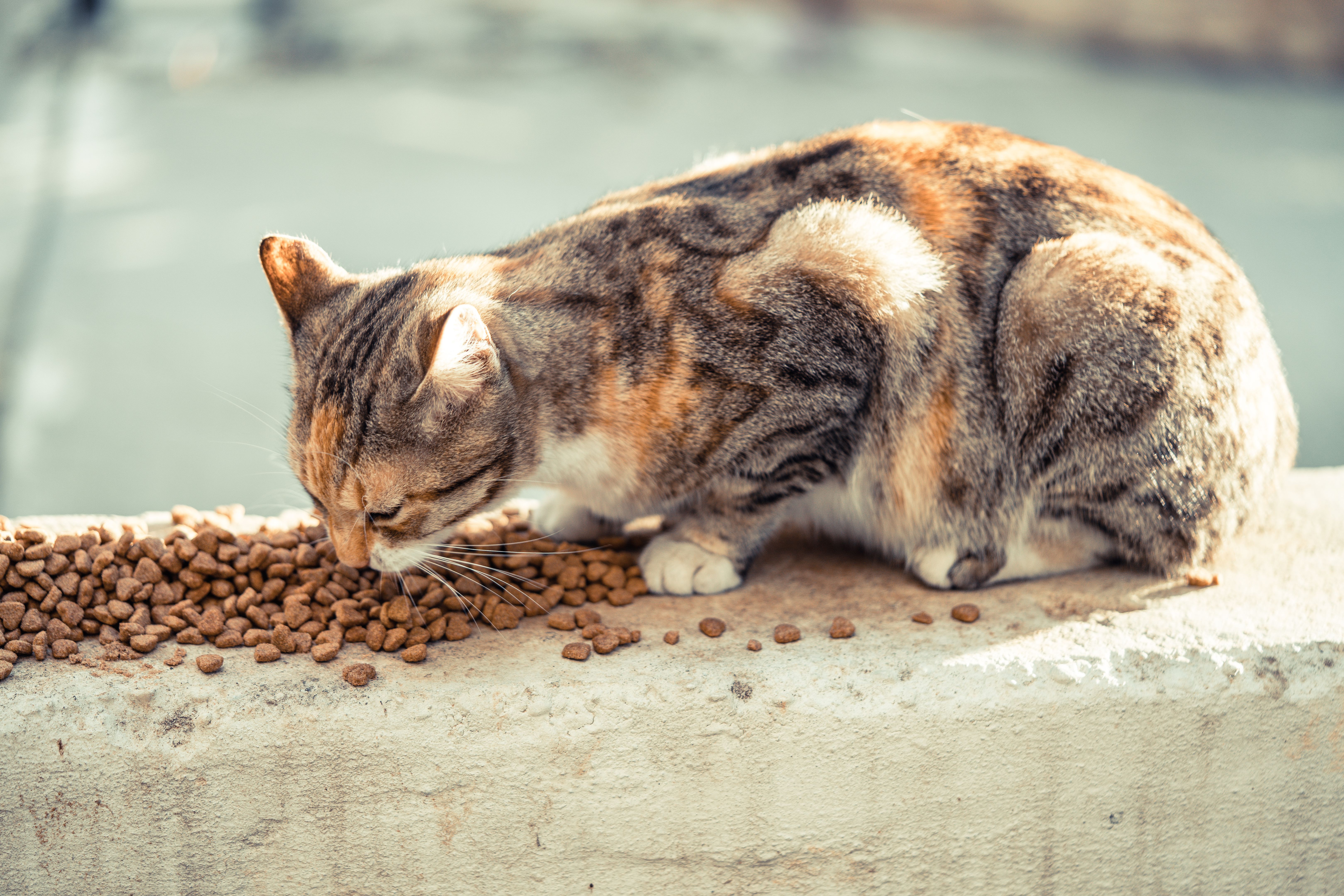 street cat and food