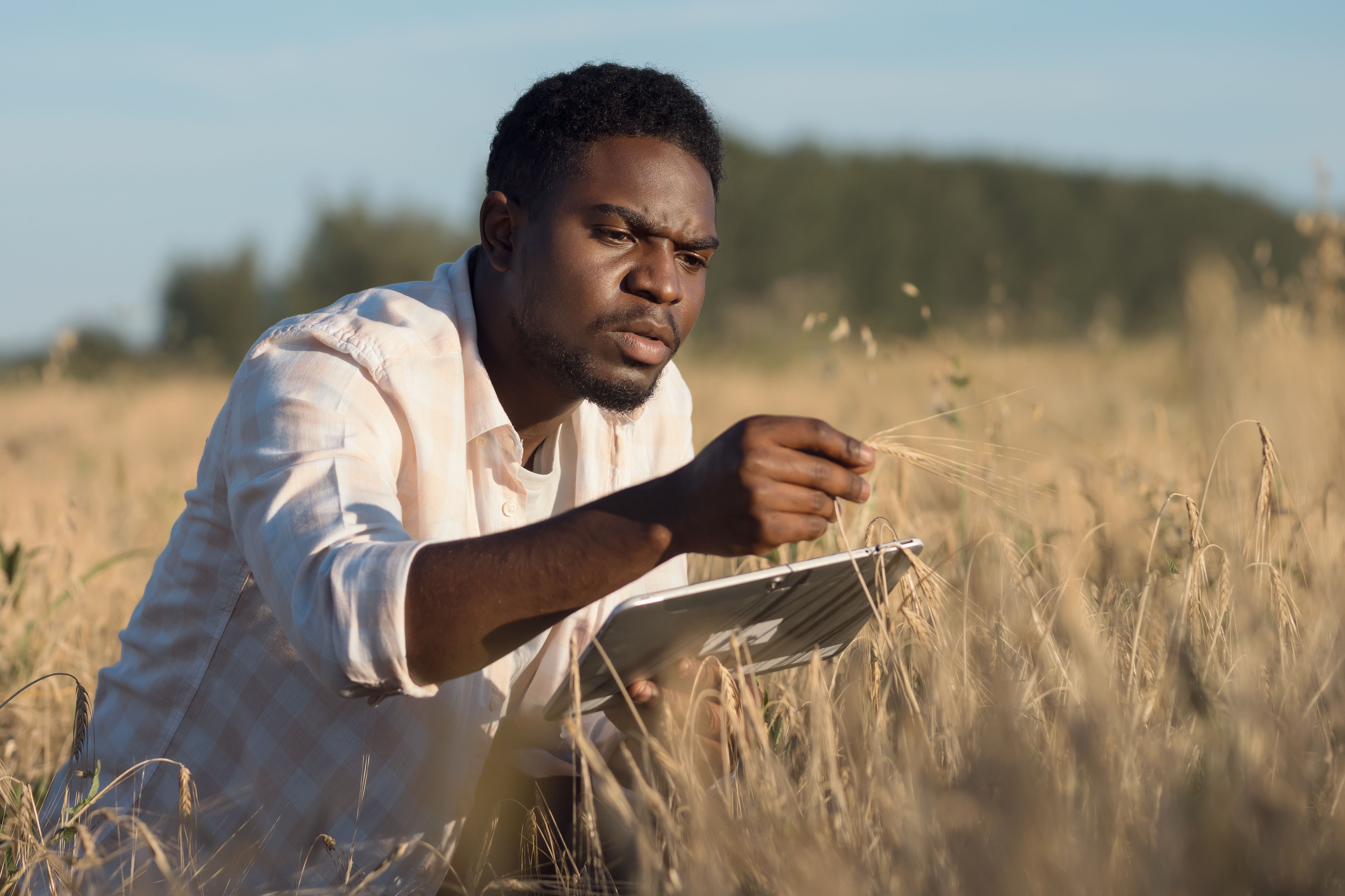 African American agronomist examines ears of wheat on field