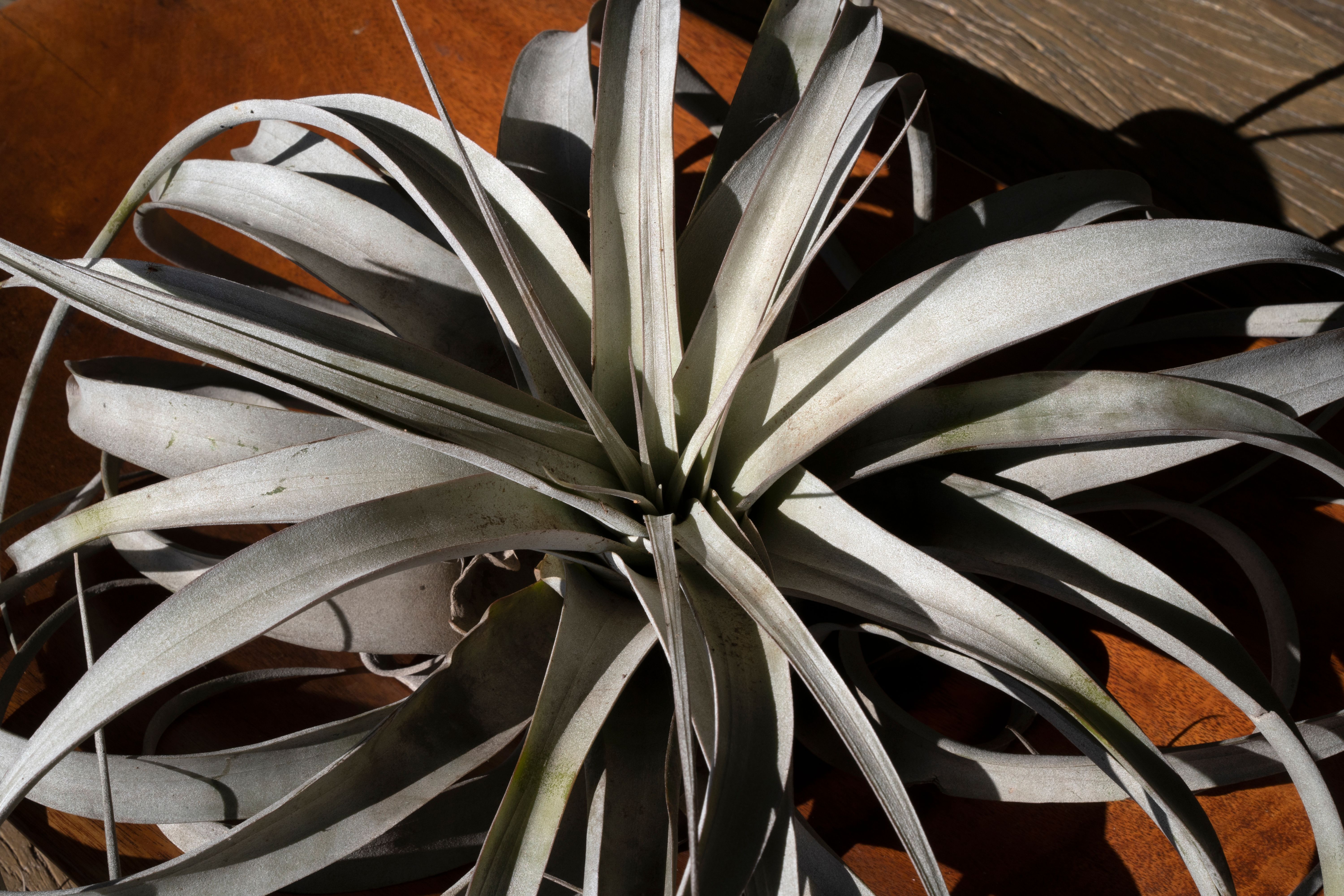 urban gardens argentina