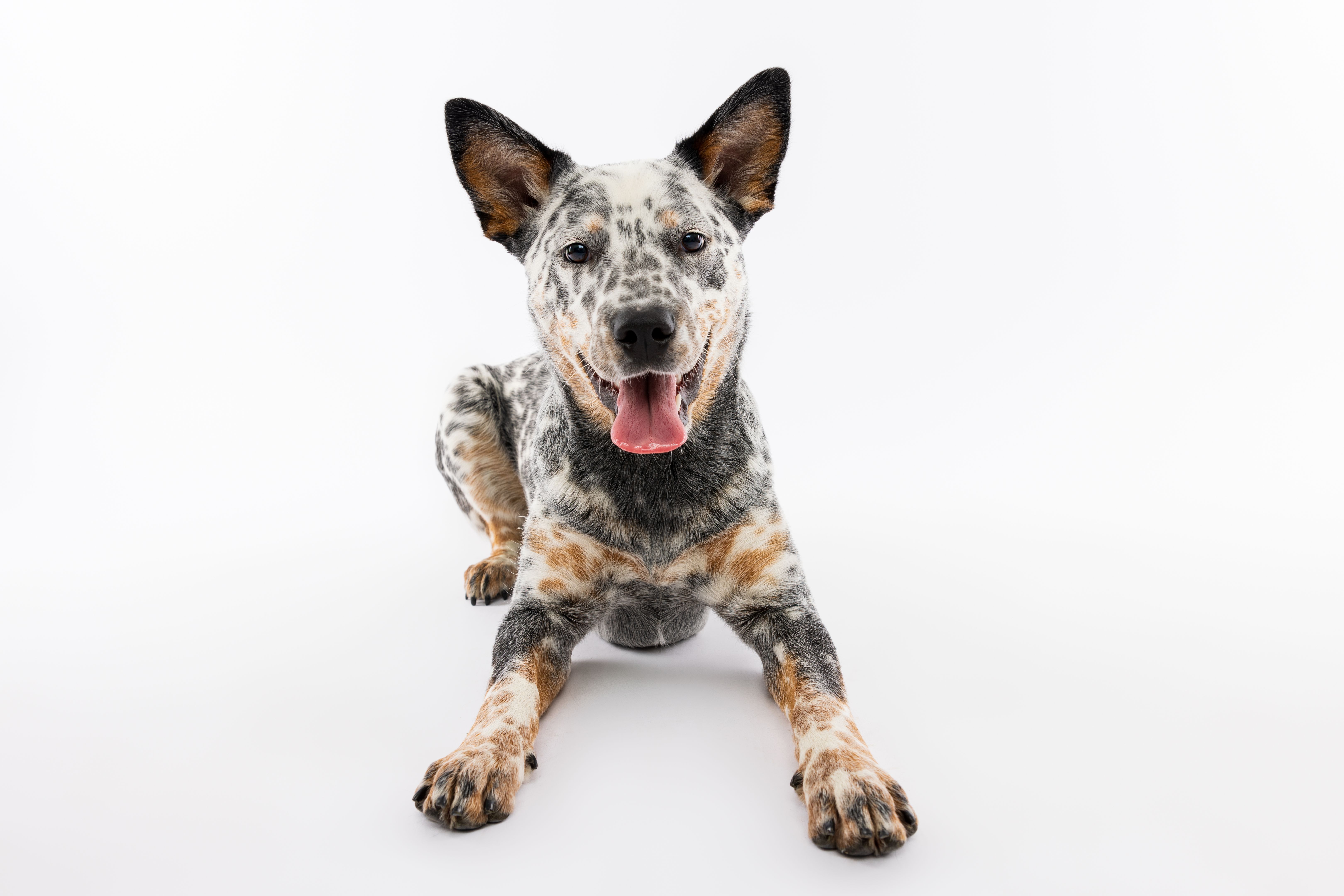 happy pet care