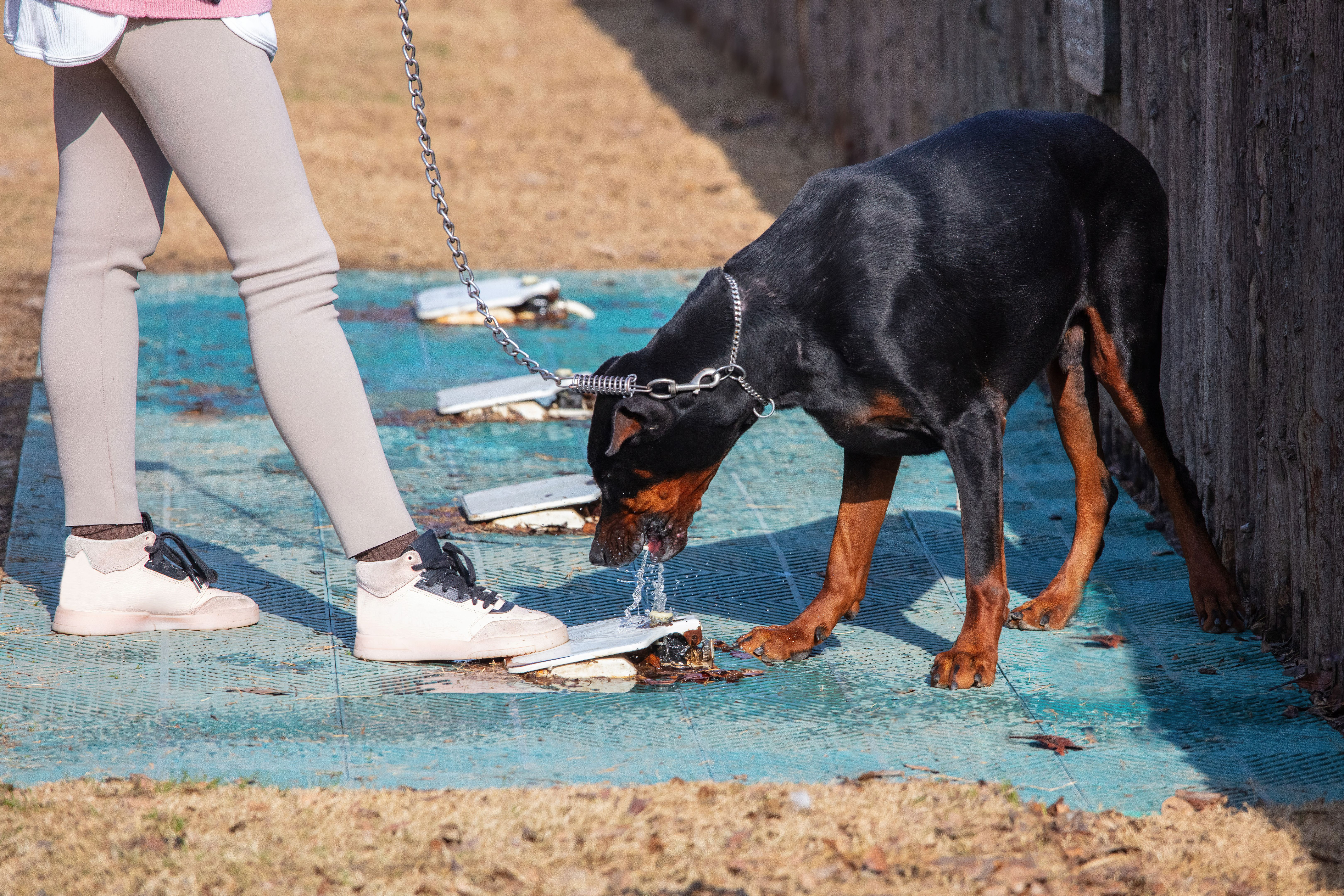 rottweiler community