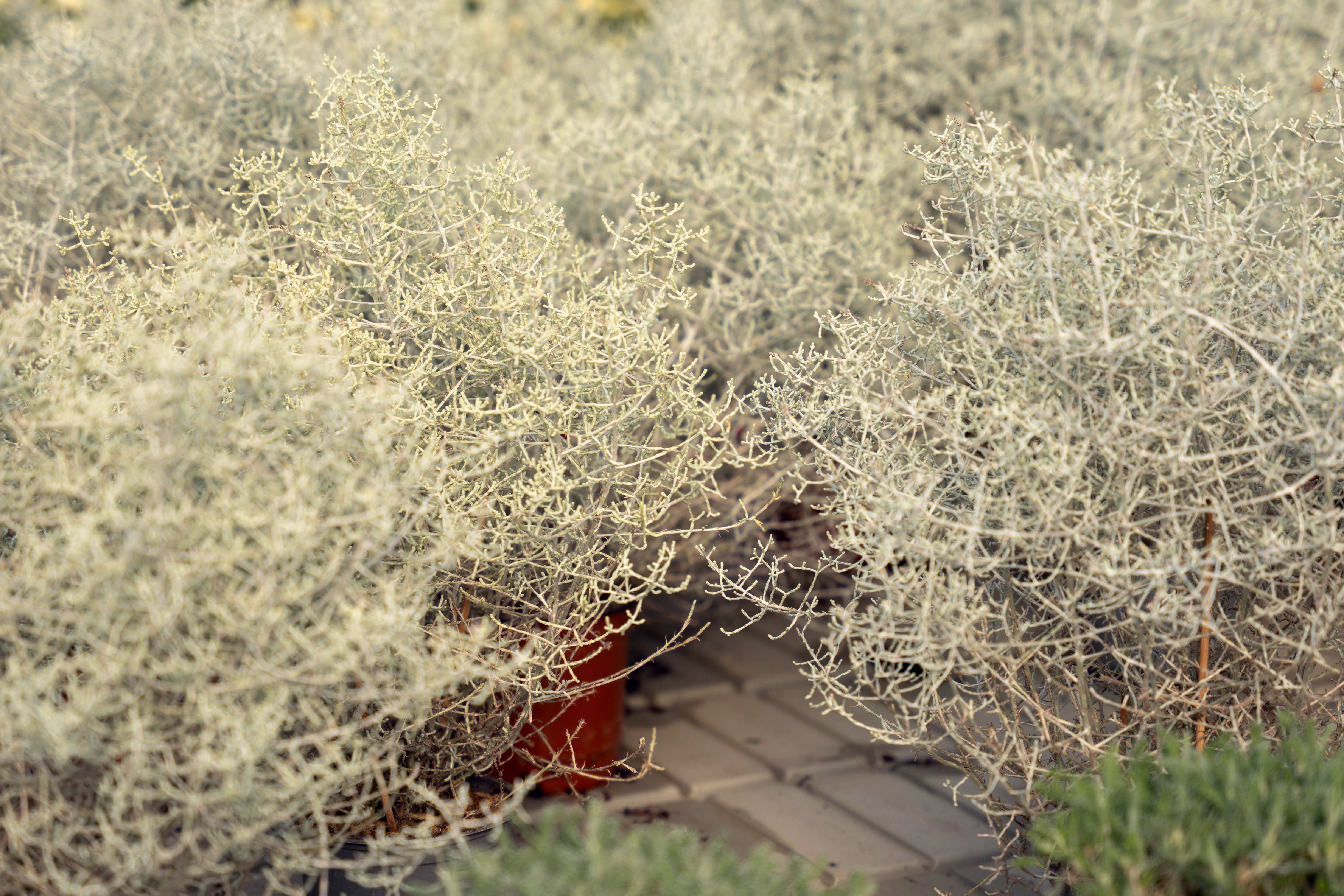 drought resistant plants