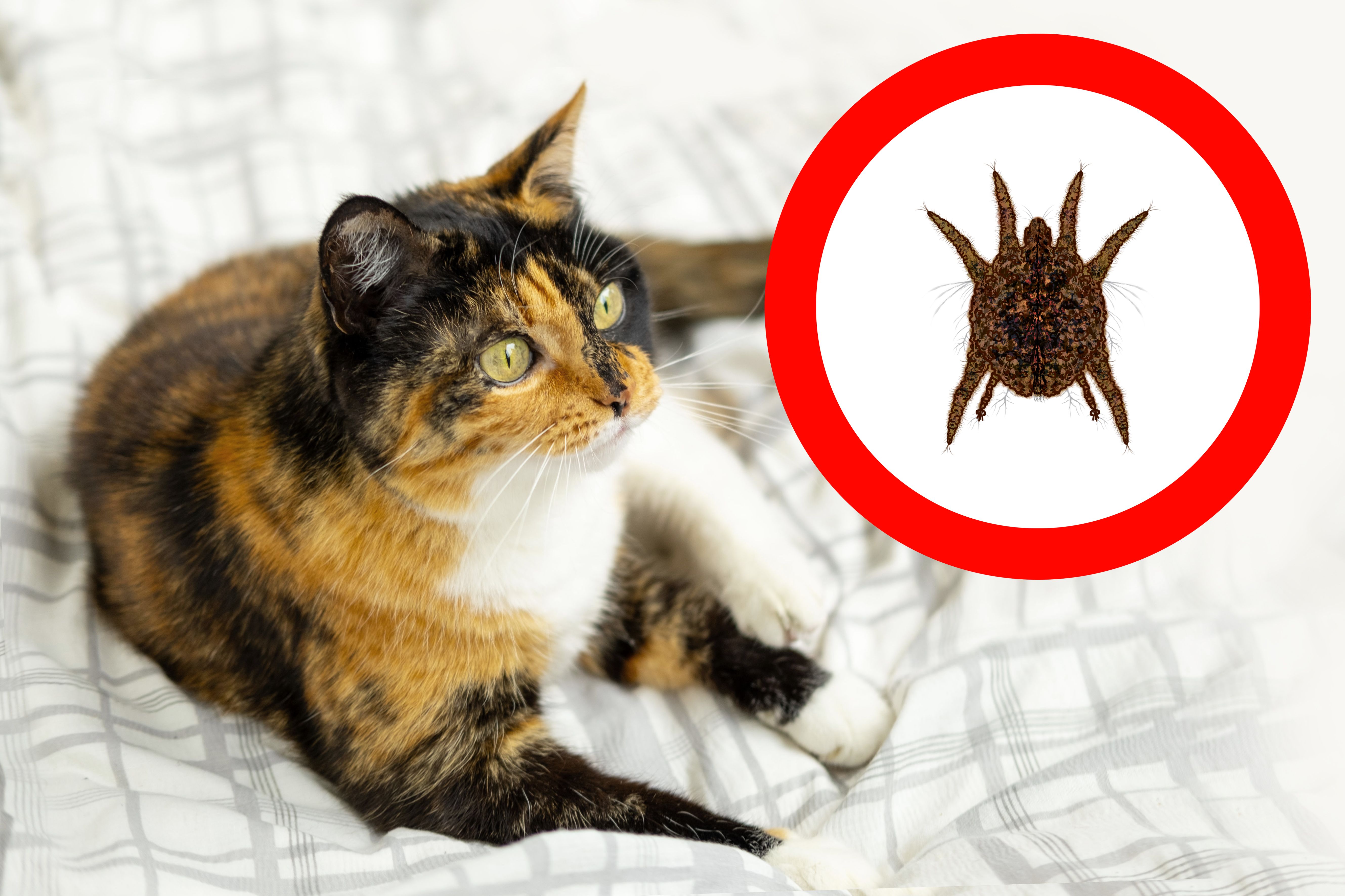 pet flea prevention