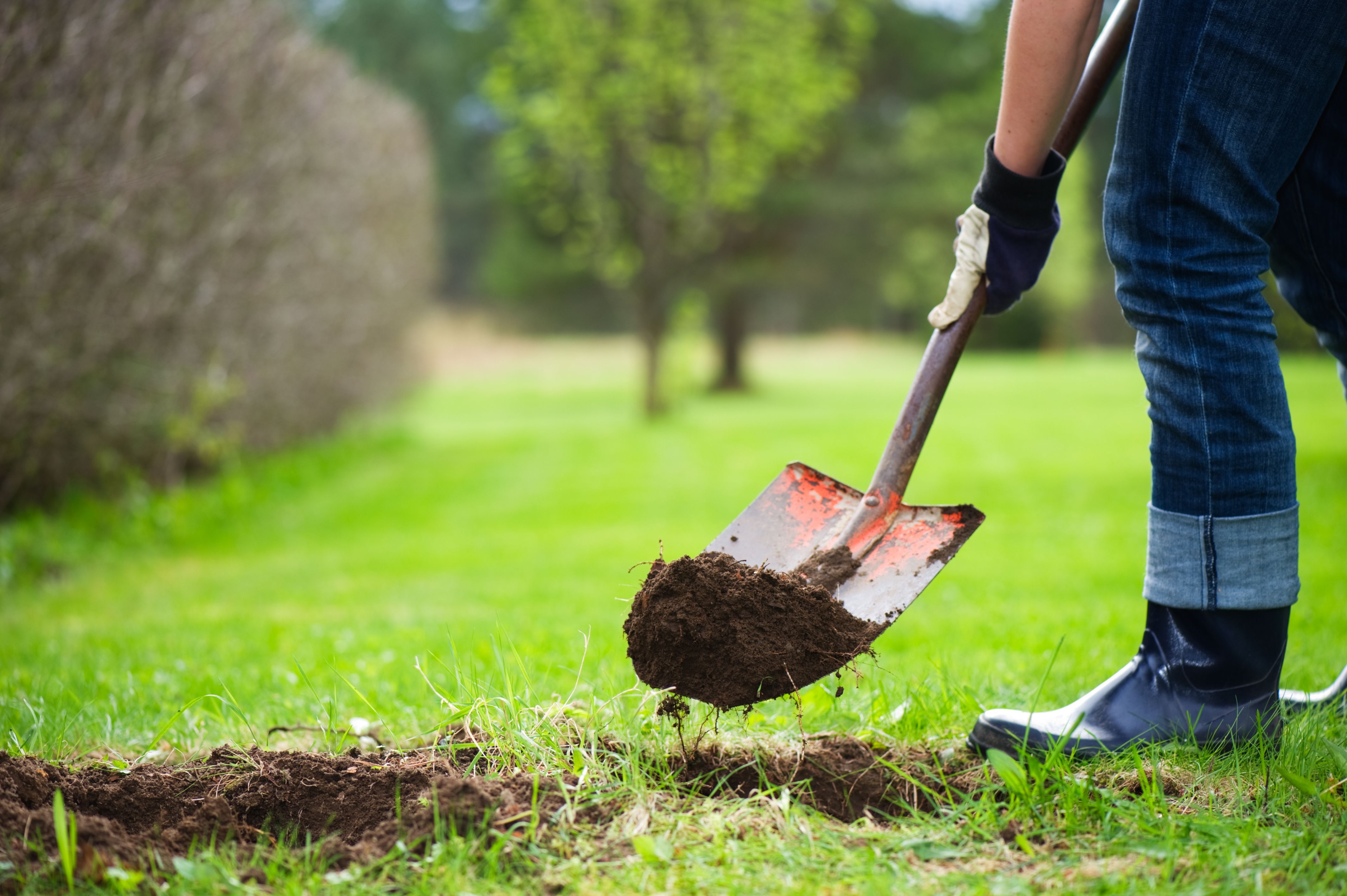 lawn soil