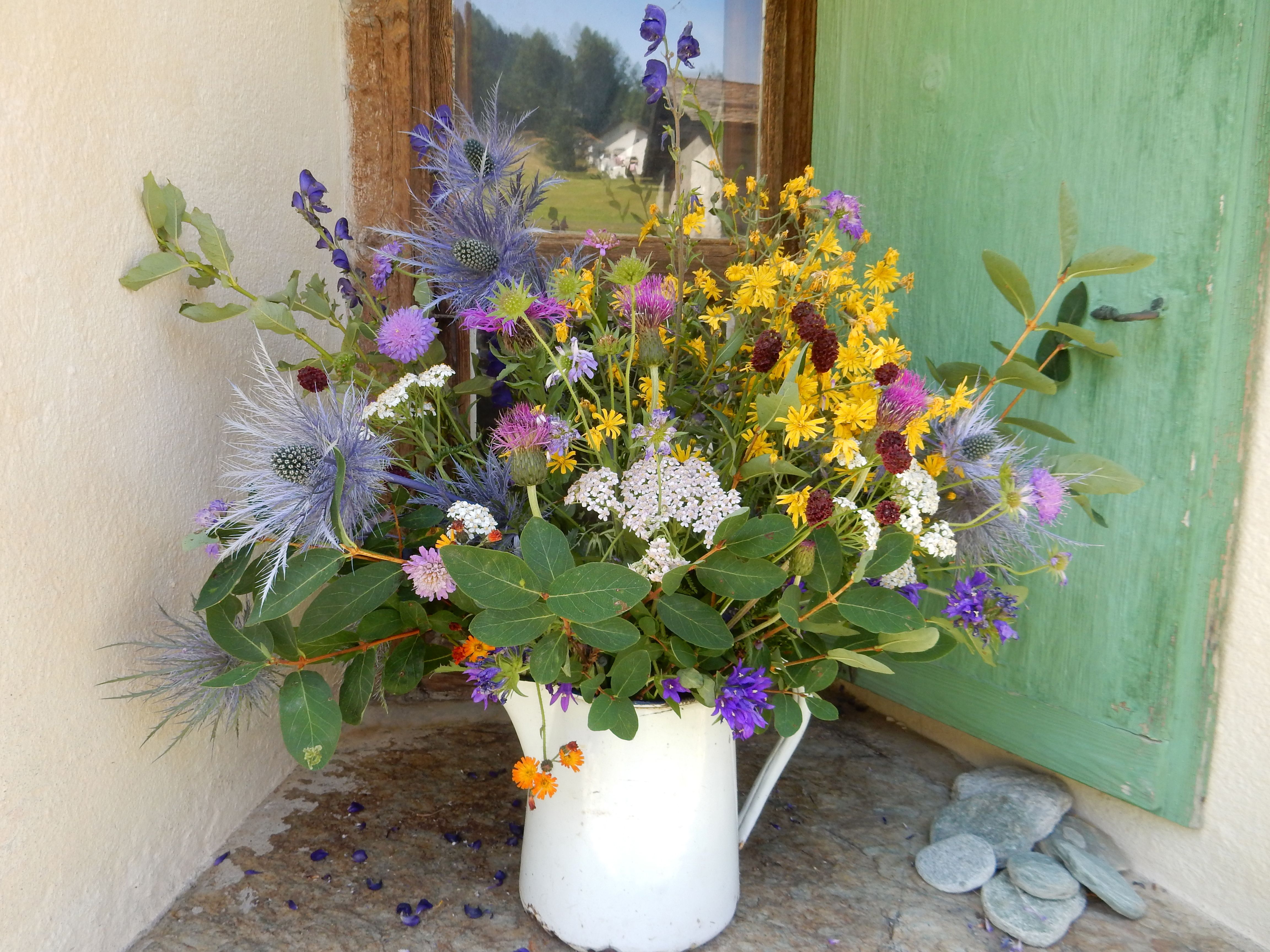 plantes fleurs jardin