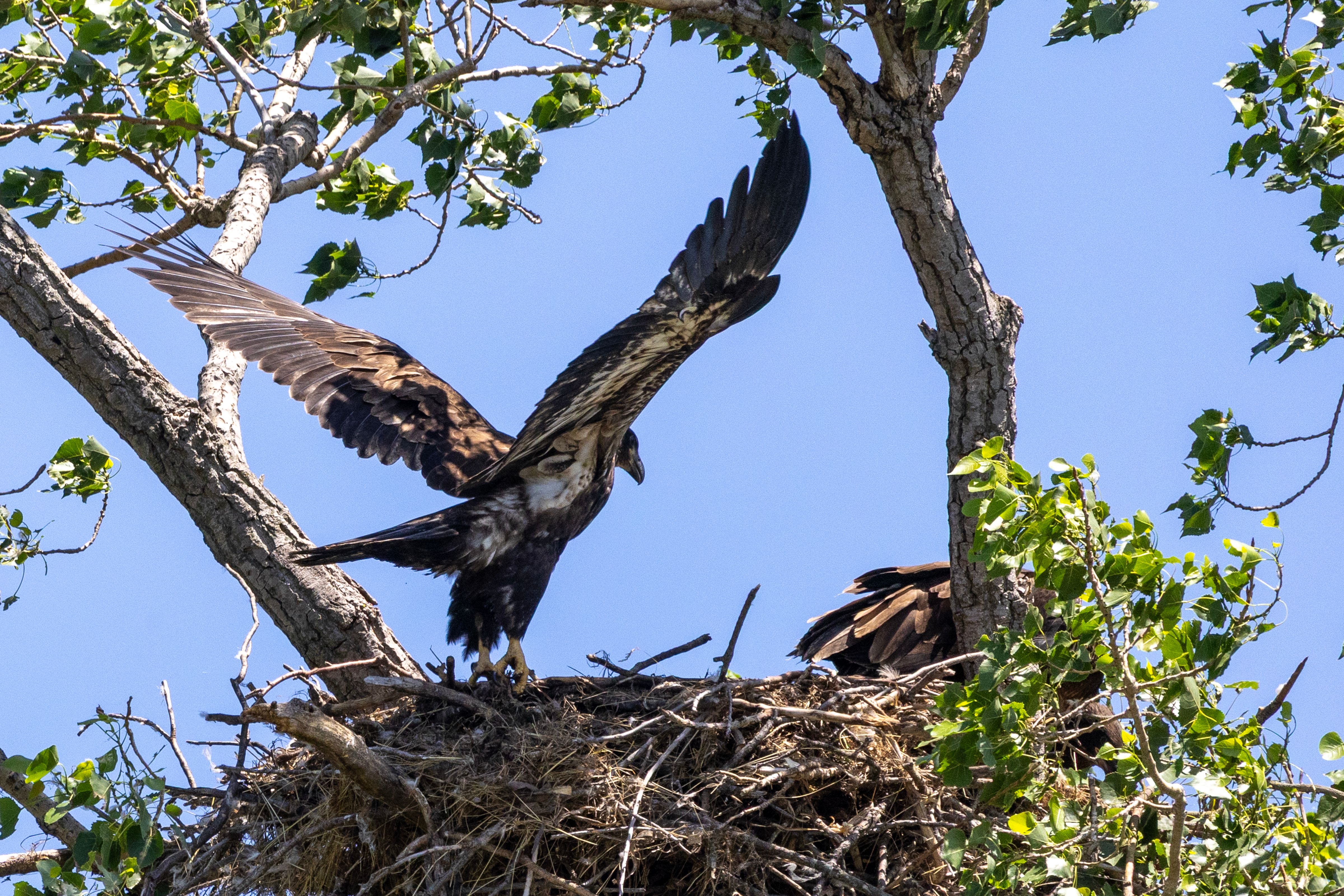 bald eagle