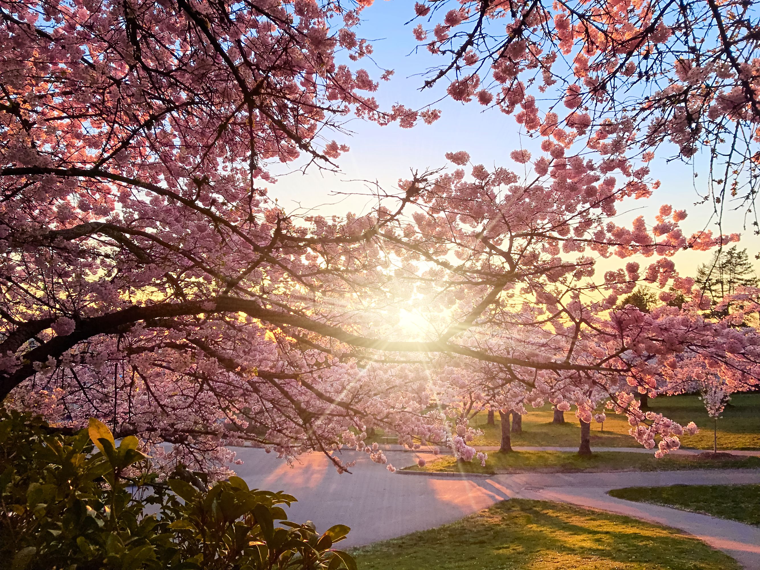 cherry blossoms vancouver