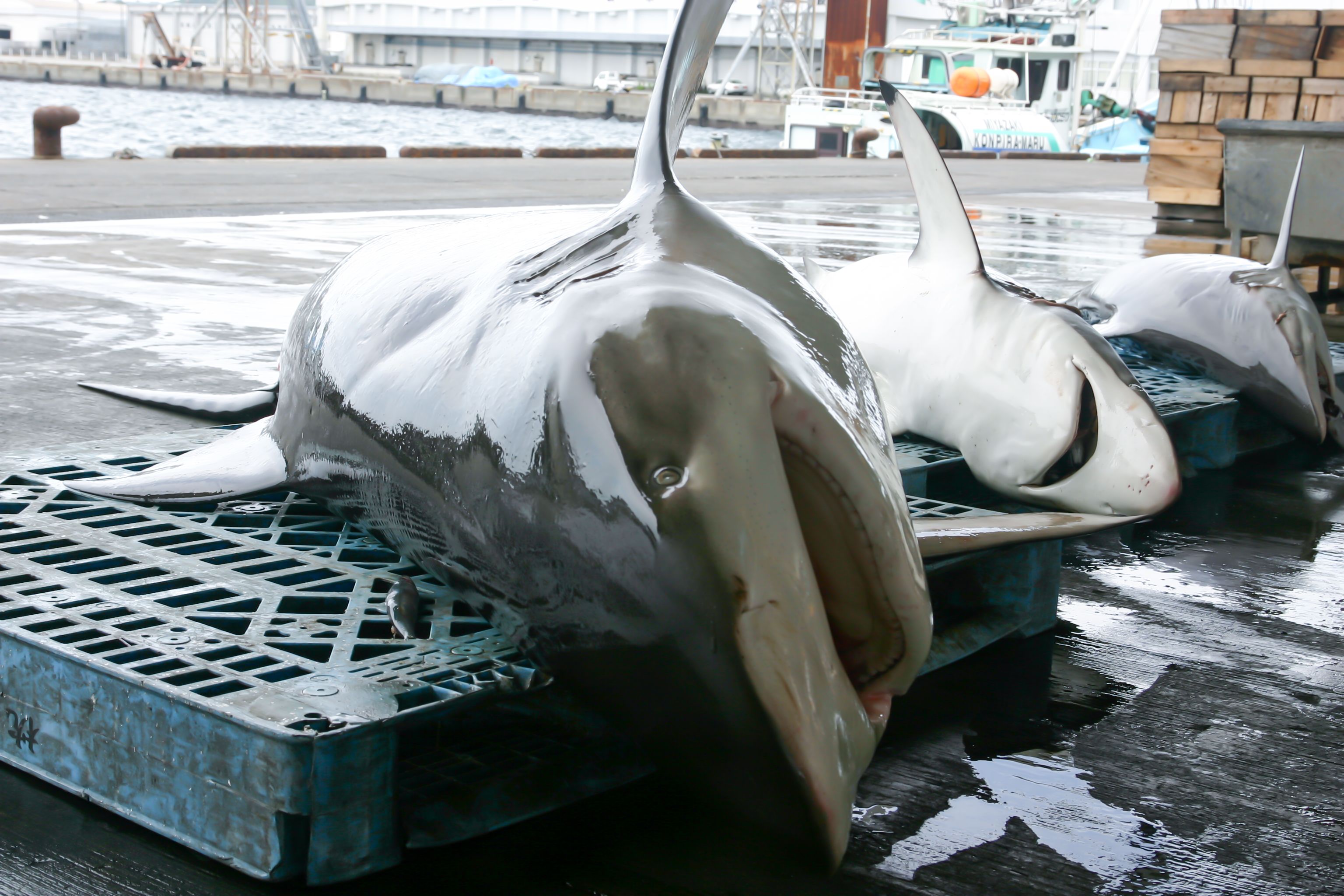 summer fishing Kagoshima