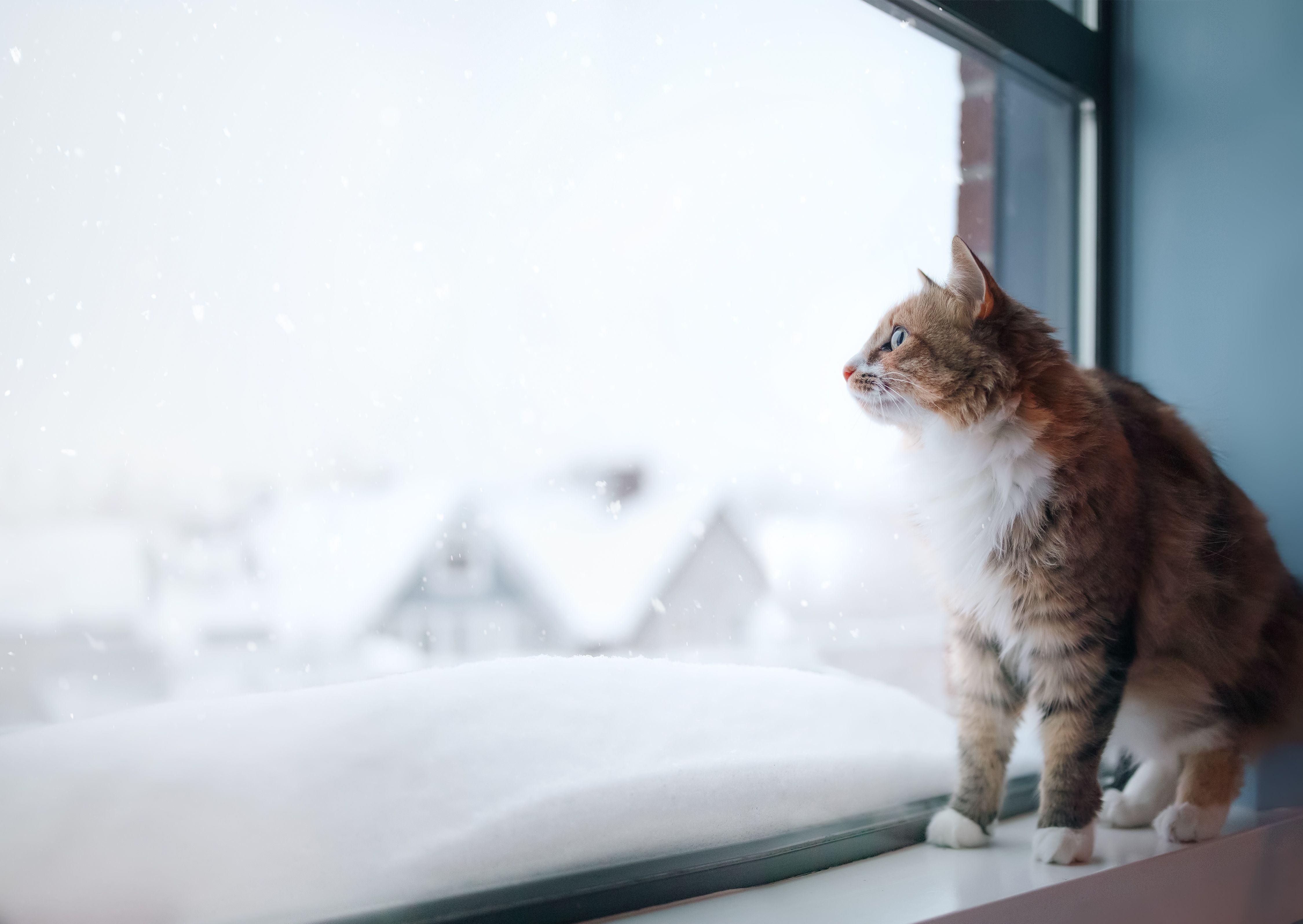cat winter