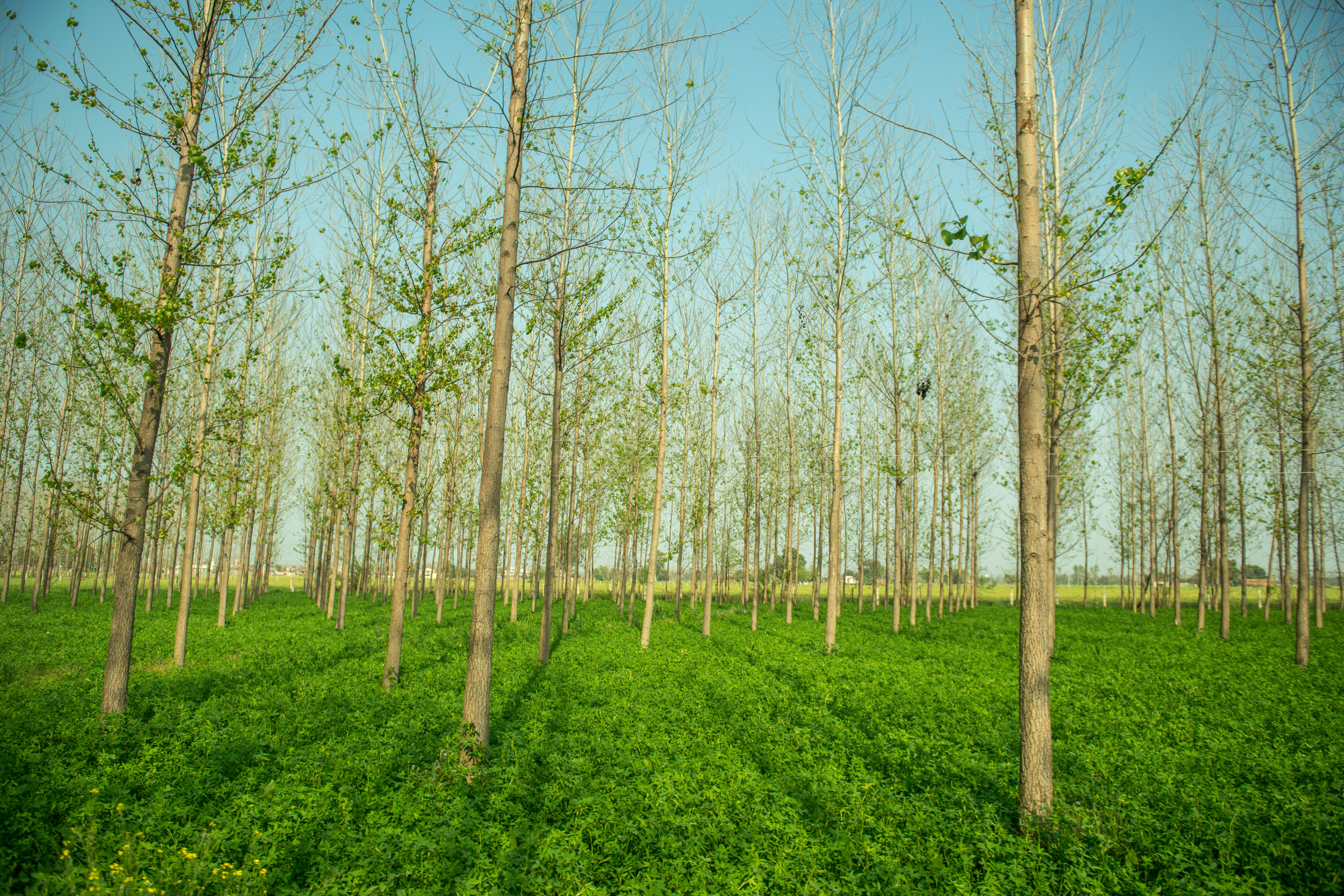 agroforestry