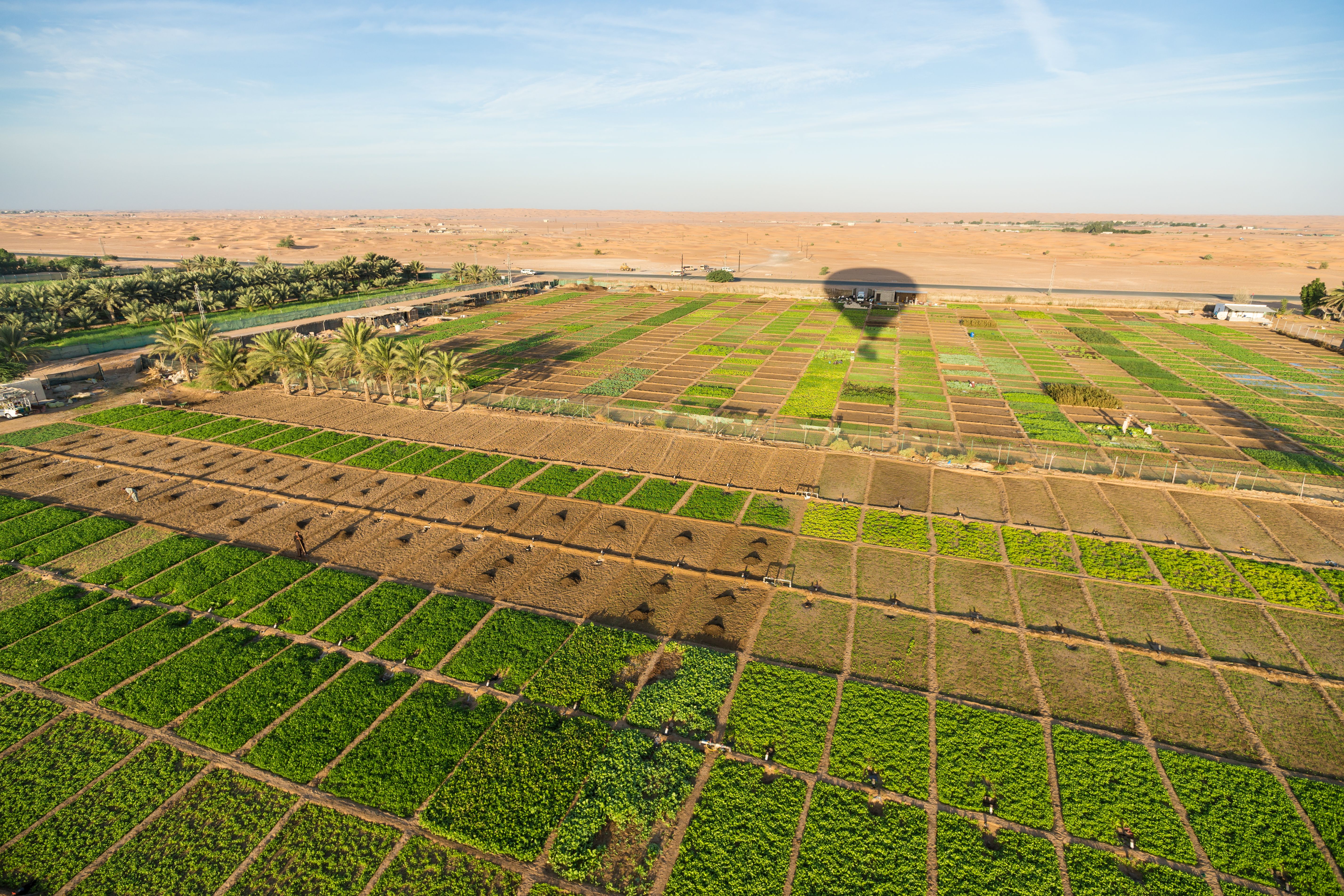 uae agriculture