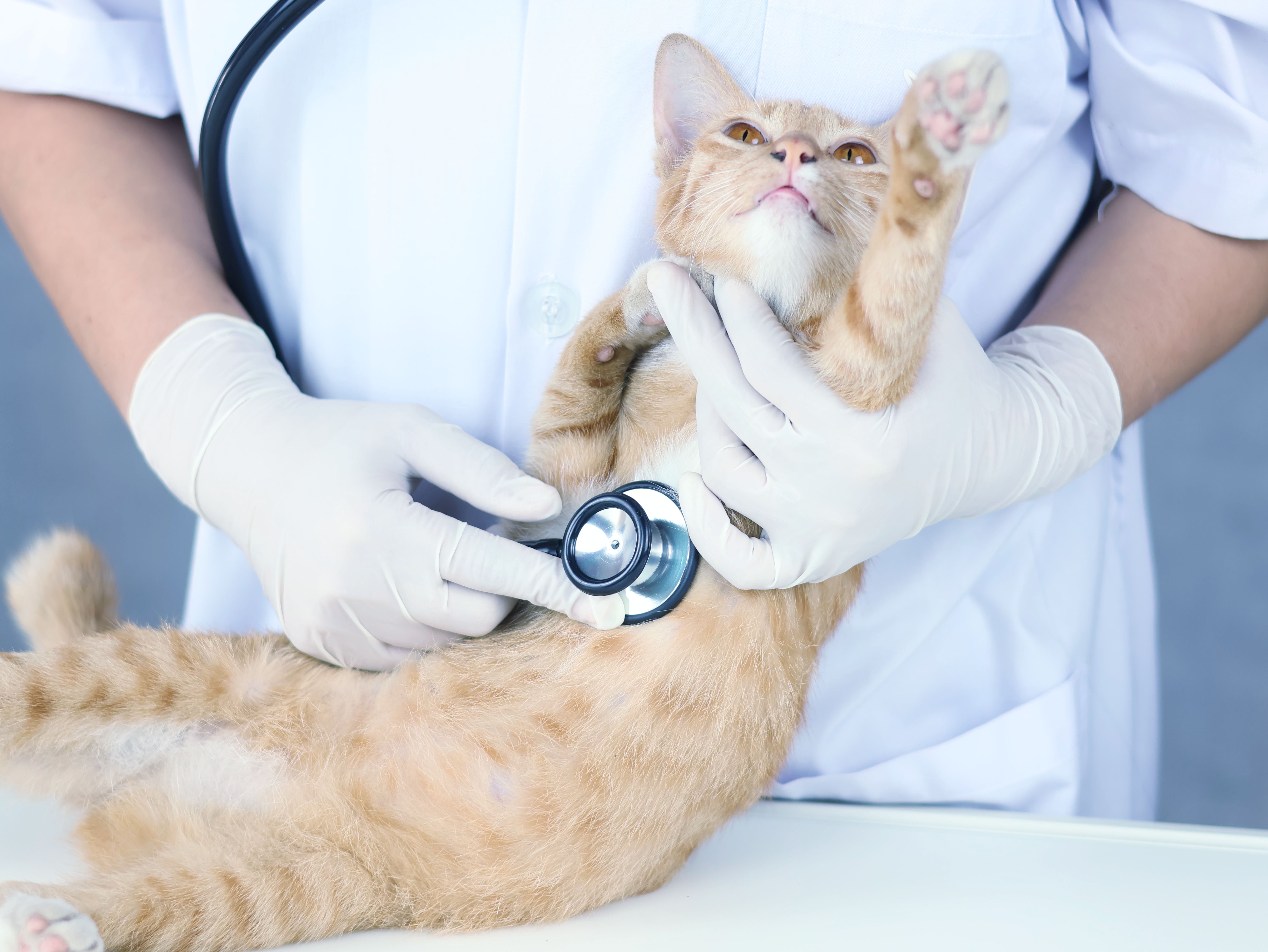 cat checkup