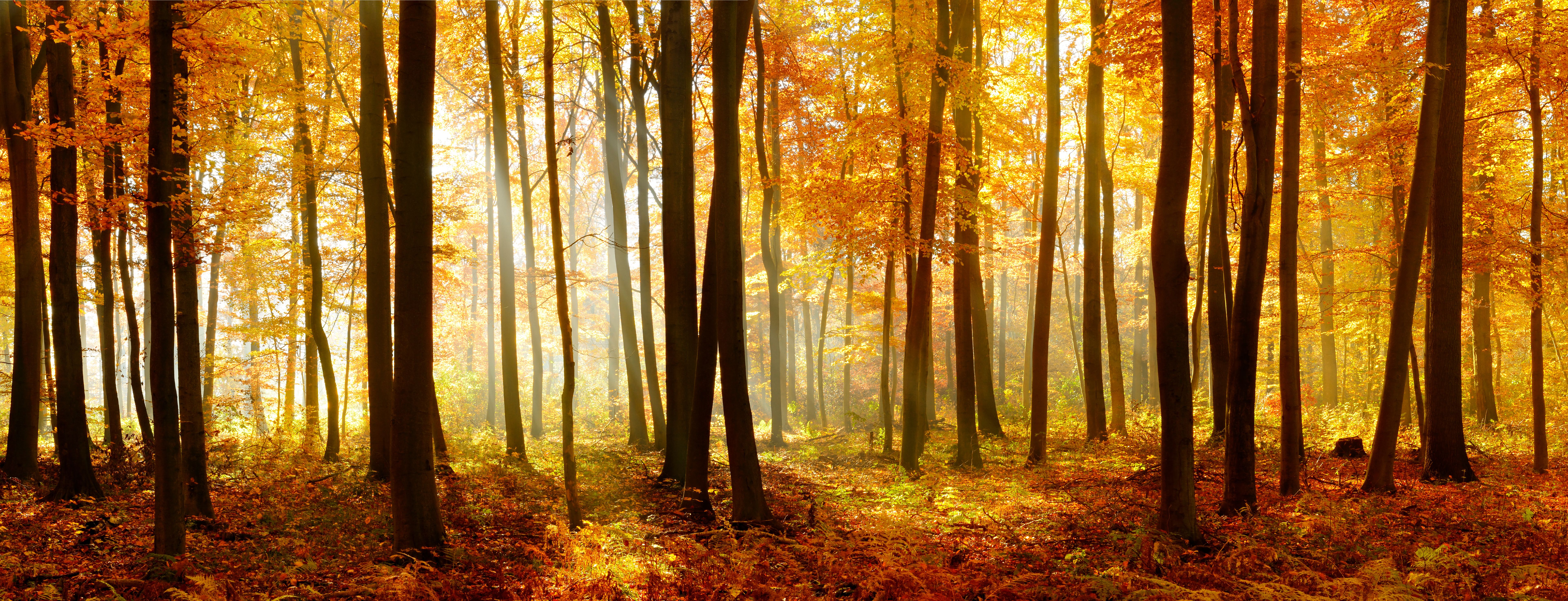 autumn landscape