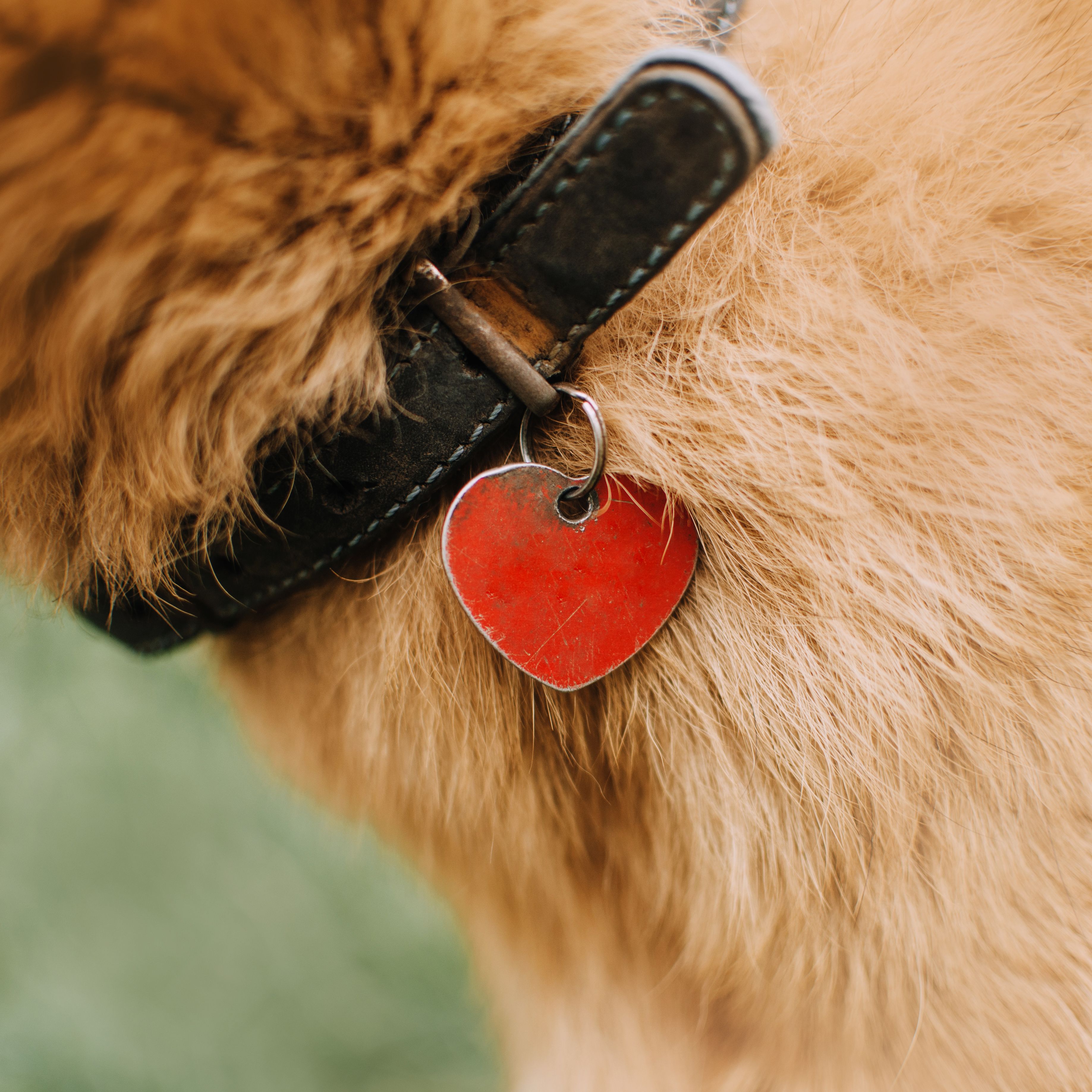 dog collar features